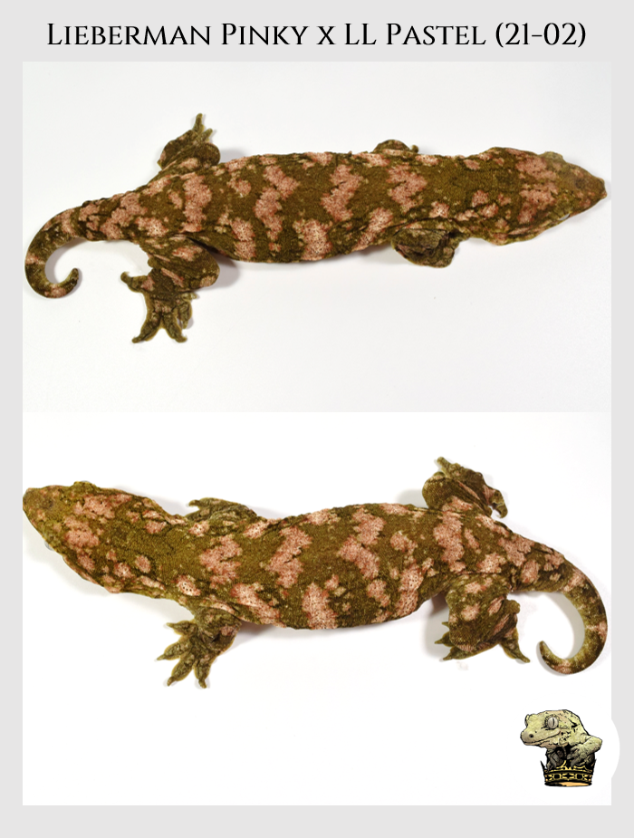 Leachianus (7).png