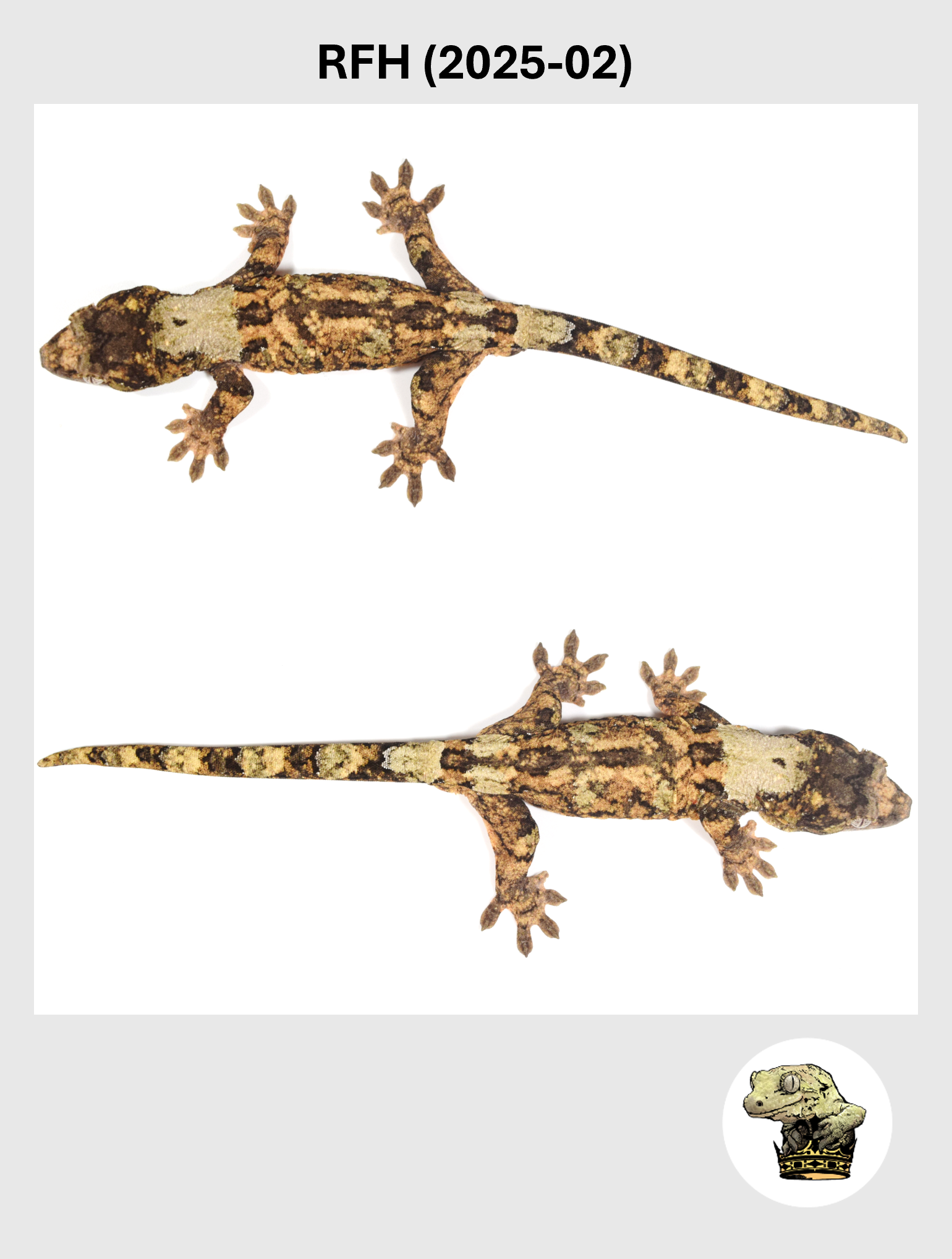 BIG White Collar Red Line White Collar Male*! RFH (2025-02)