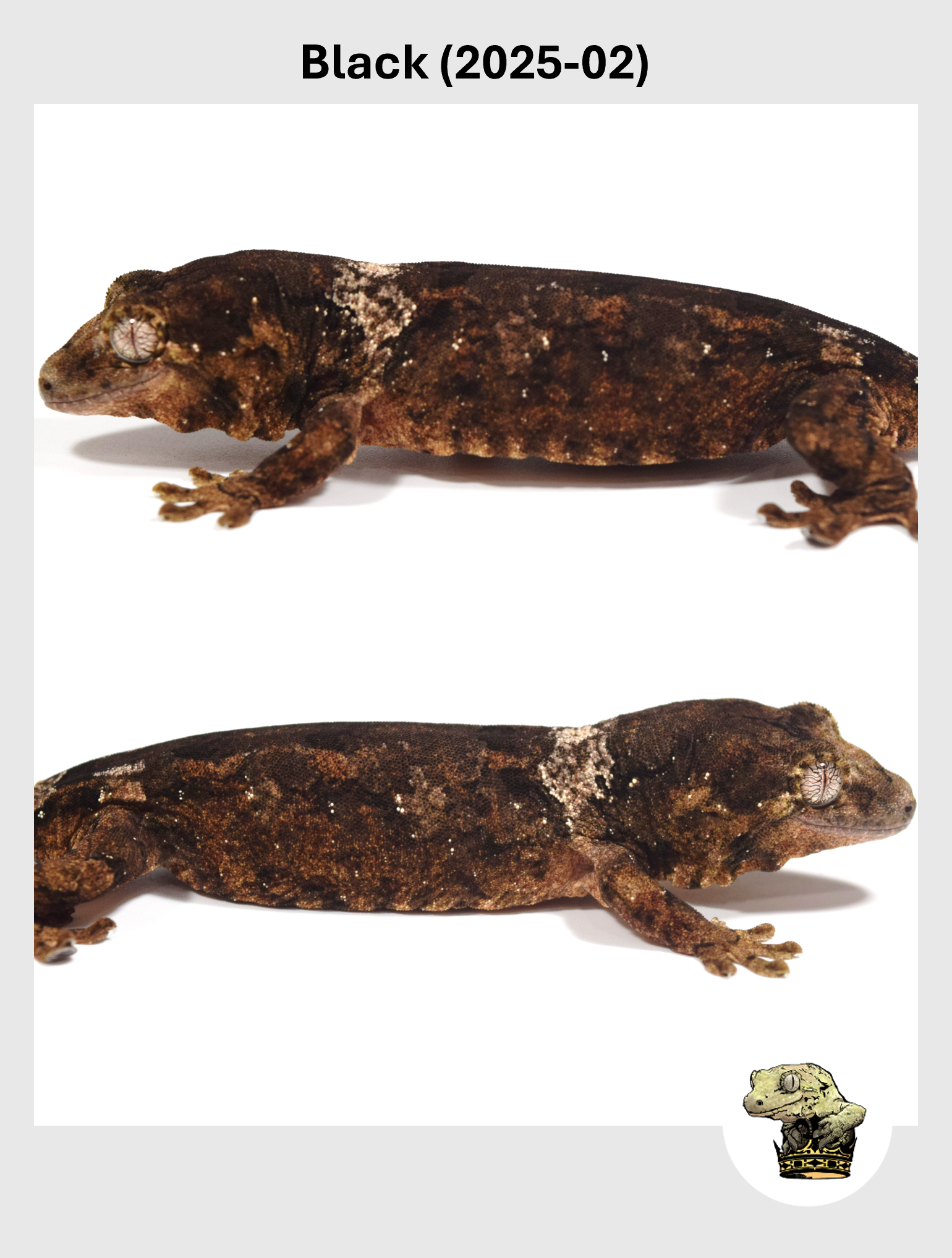 Black Line Chahoua! Black (2025-02)