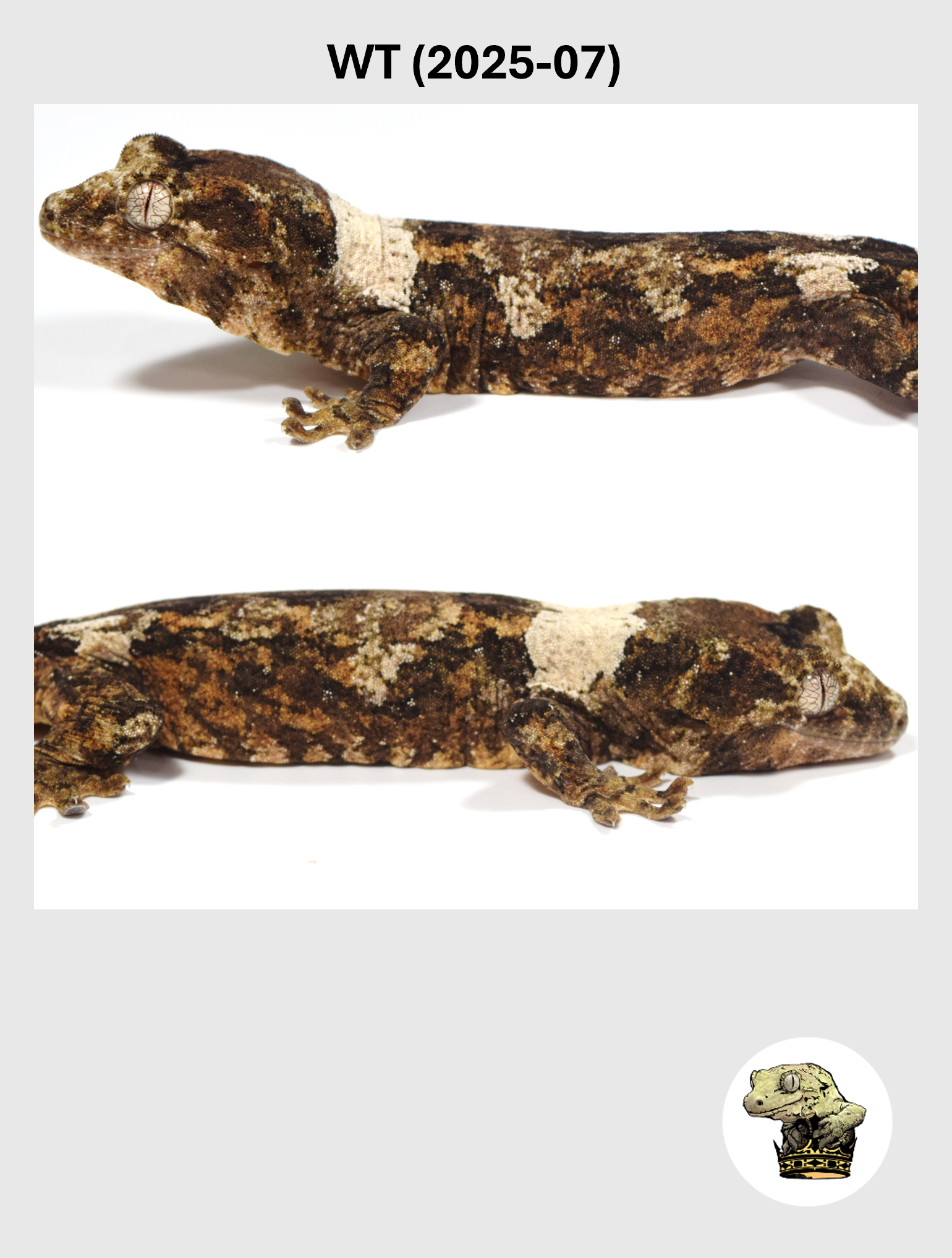 WT (2025-07) (2026-03-18) (4) SQSP.png