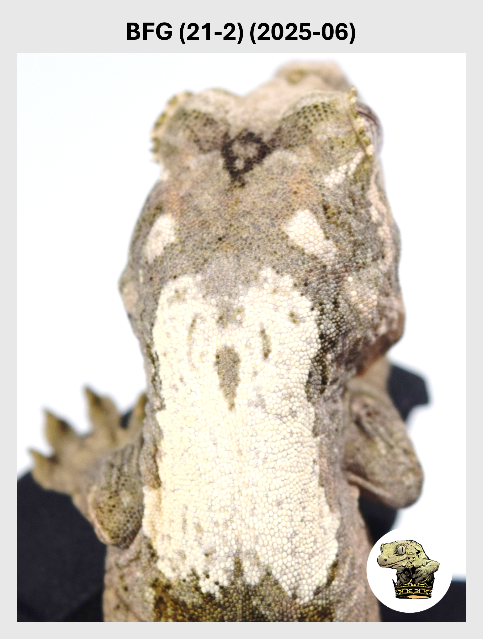 BFG (21-2) (2025-06) (2025-12-22) (1) SQSP.png