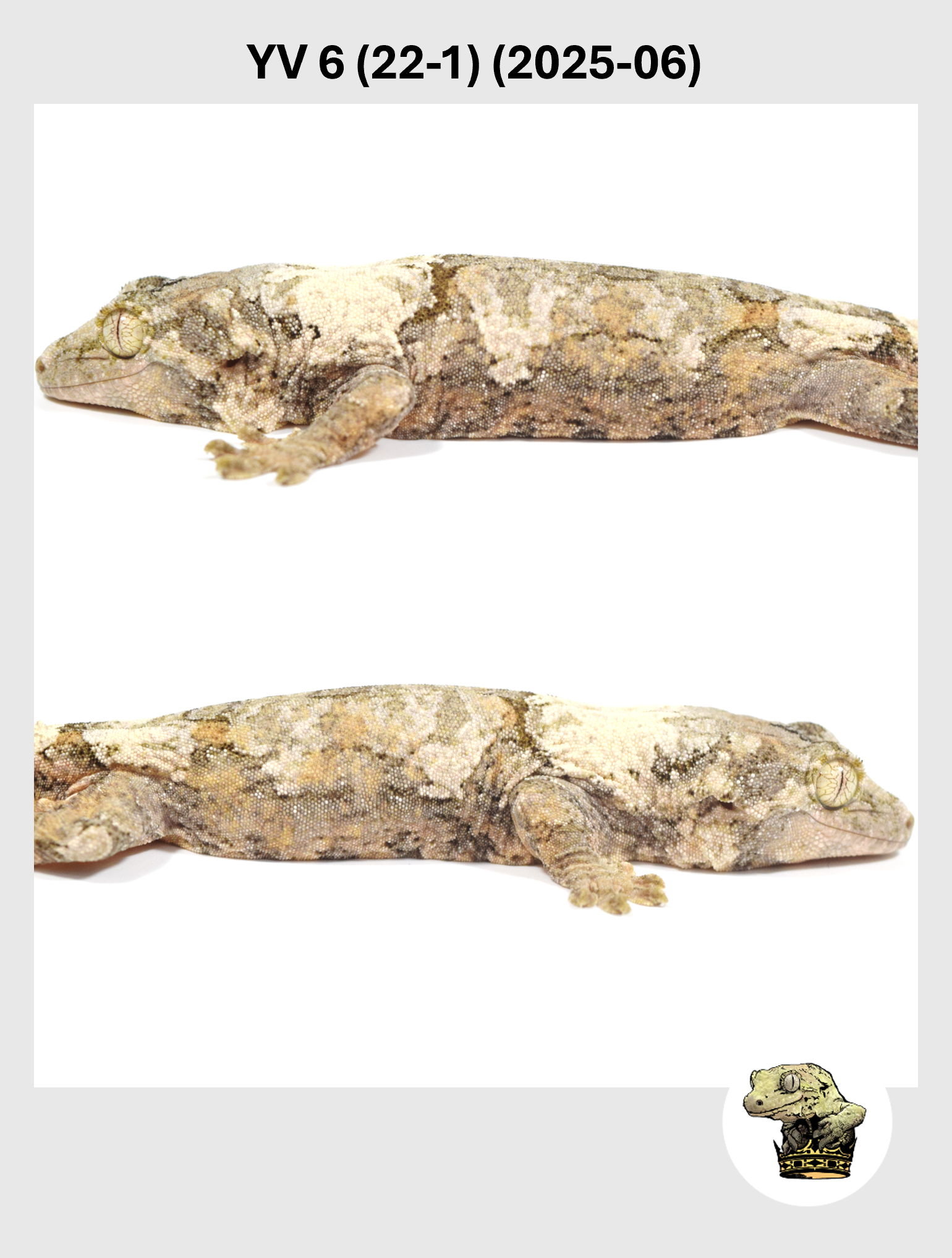 YV 6 (22-1) (2025-06) (2026-01-20) (4) SQSP.png