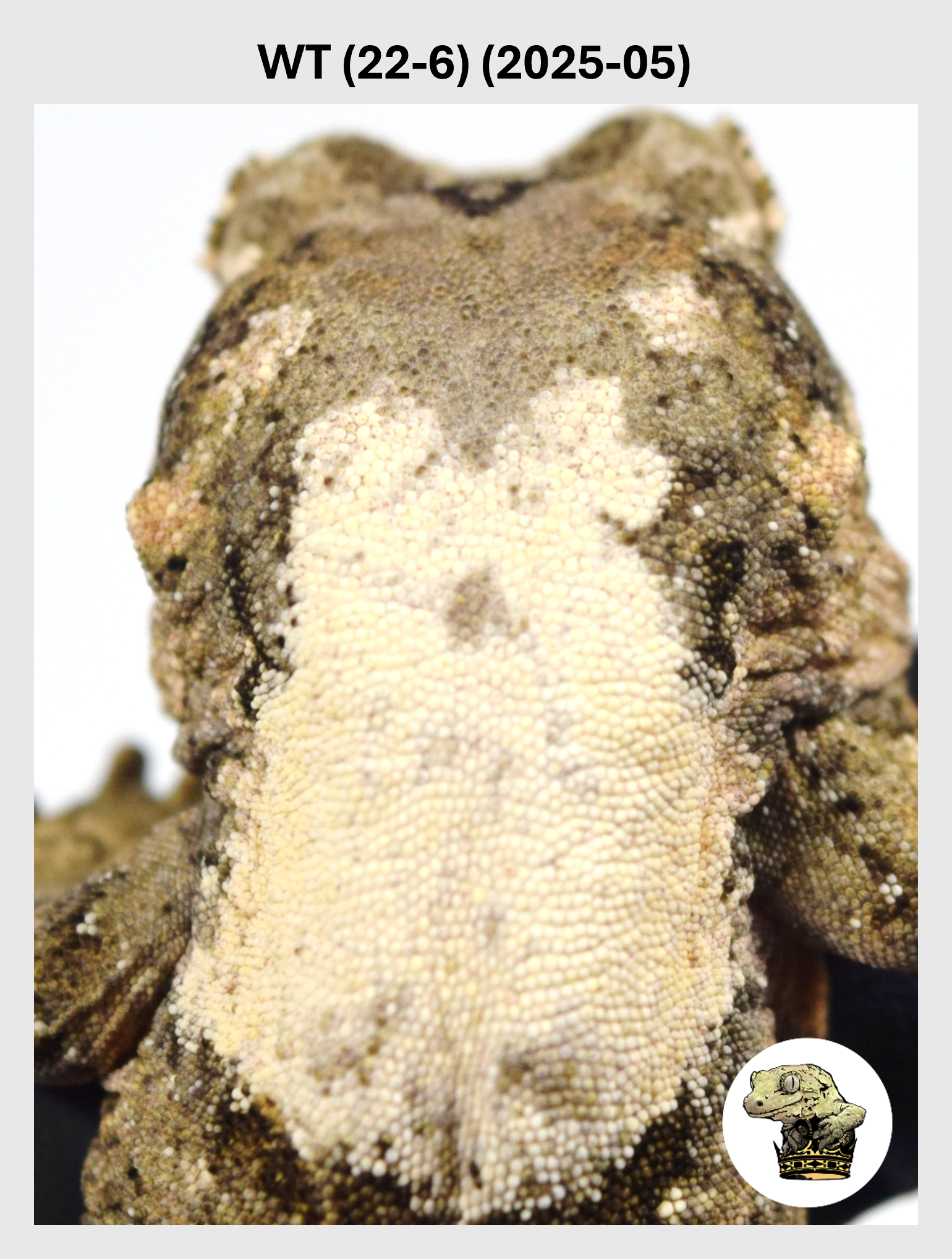 WT (22-6) (2025-05) (2025-12-16) (1) SQSP.png