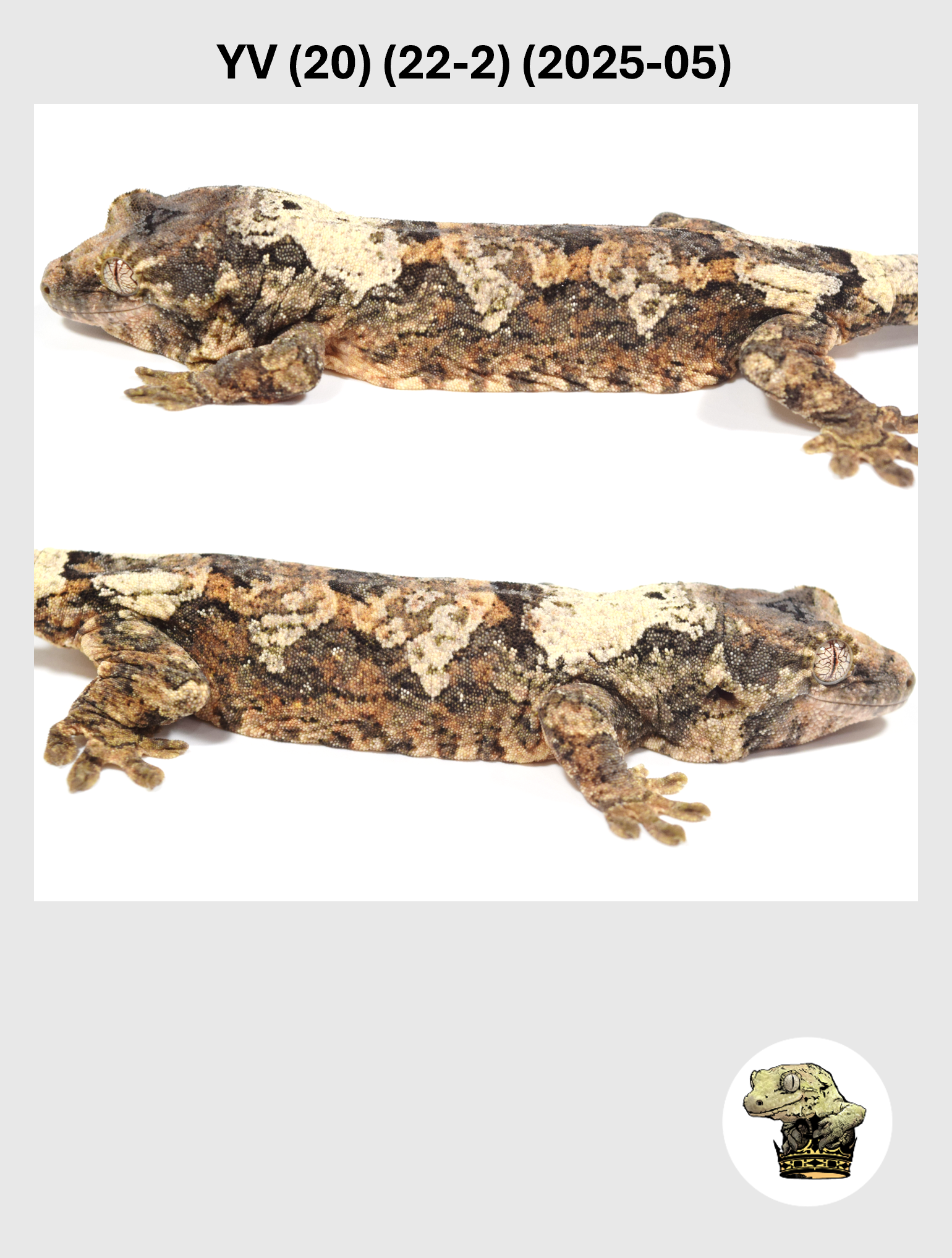 YV (20) (22-2) (2025-05) (2026-03-04) (2) SQSP.png