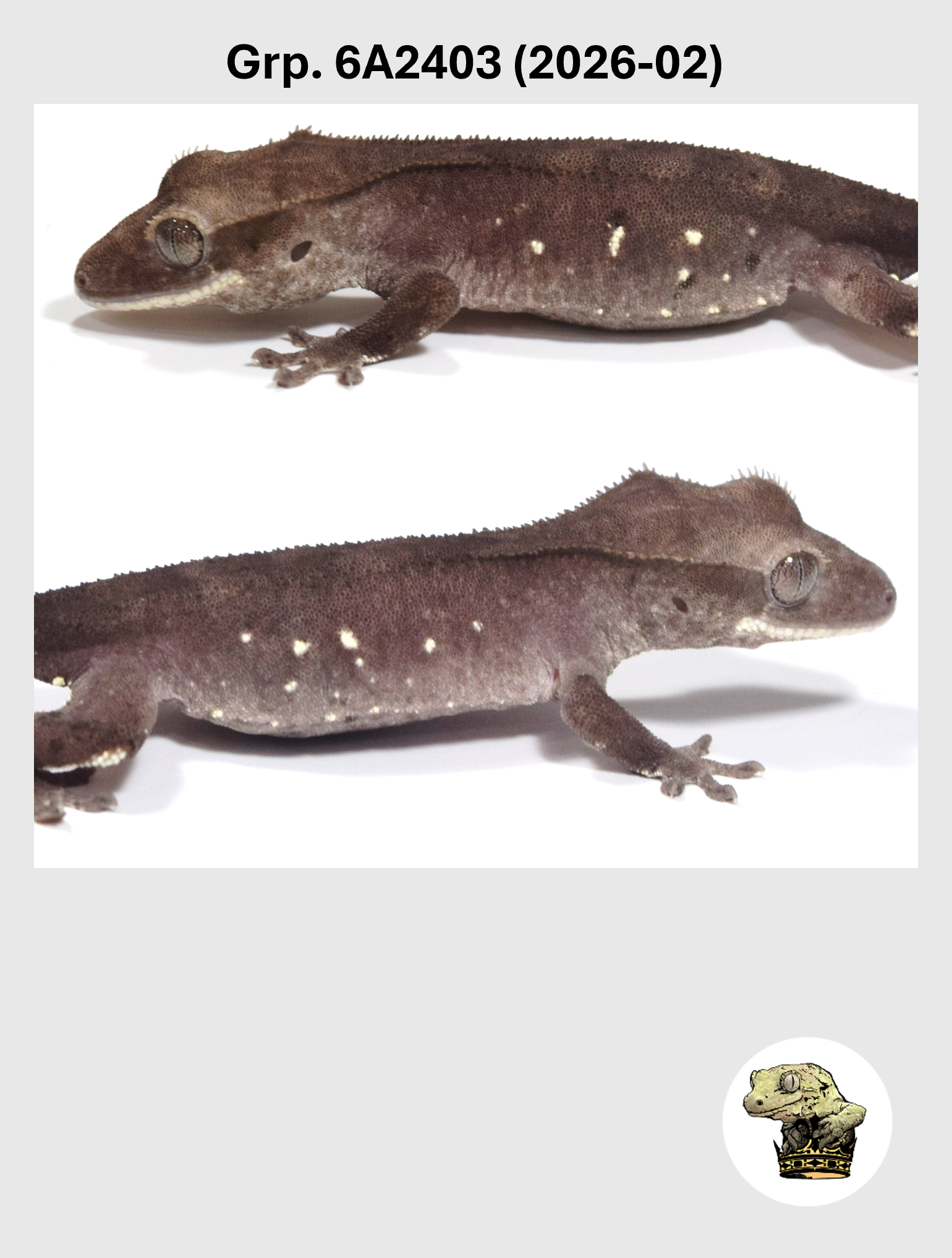 White Porthole Axanthic Female* Crested Gecko! 6A2403 (2026-02)