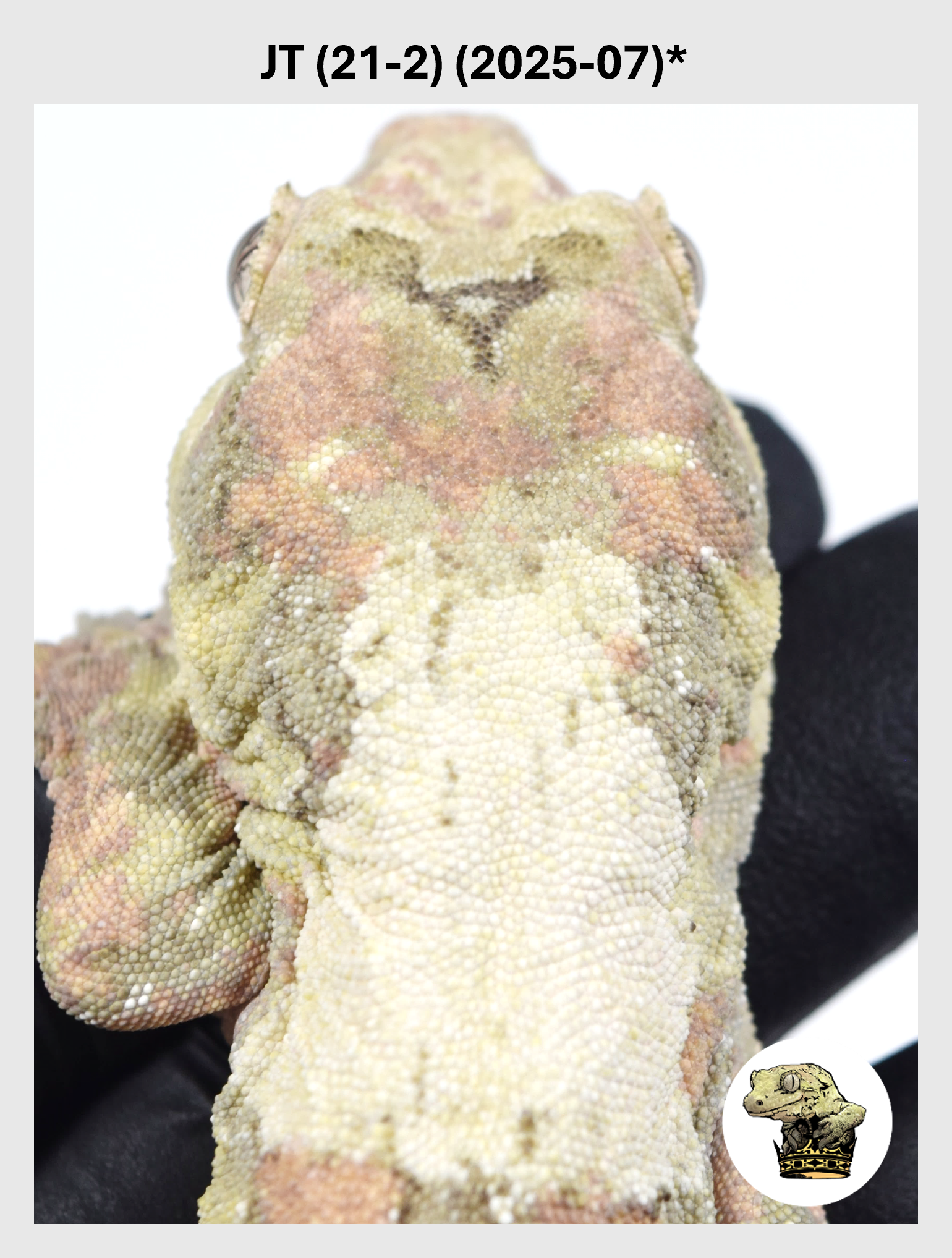 High White Banded Chahoua Male! JT (21-2) (2025-07)*