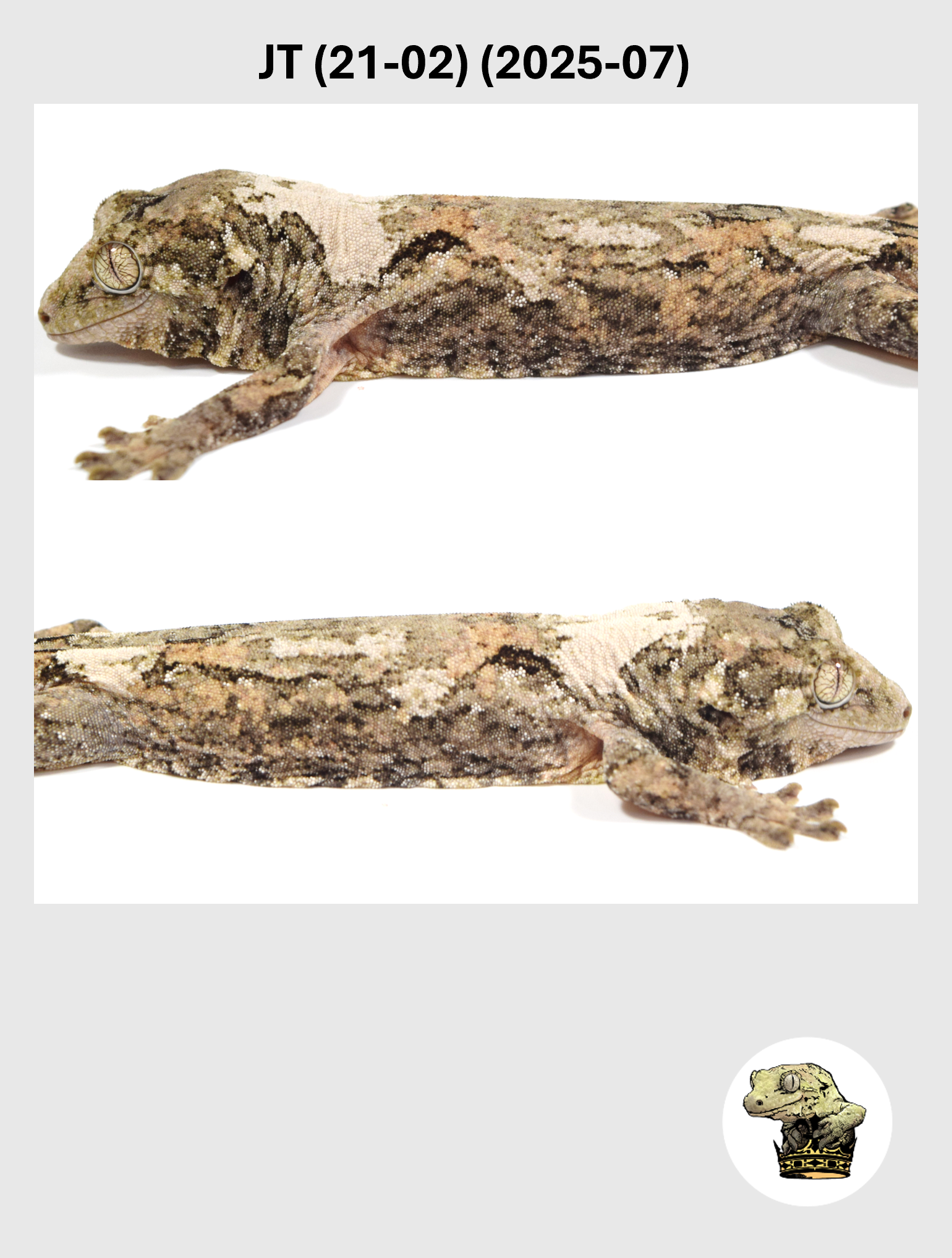 JT (21-02) (2025-07) (2026-03-25) (4) SQSP.png