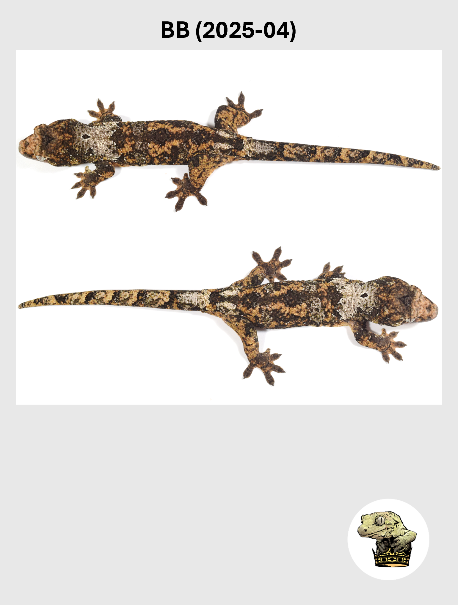 BB (2025-04) (2026-02-17) (3) SQSP.png