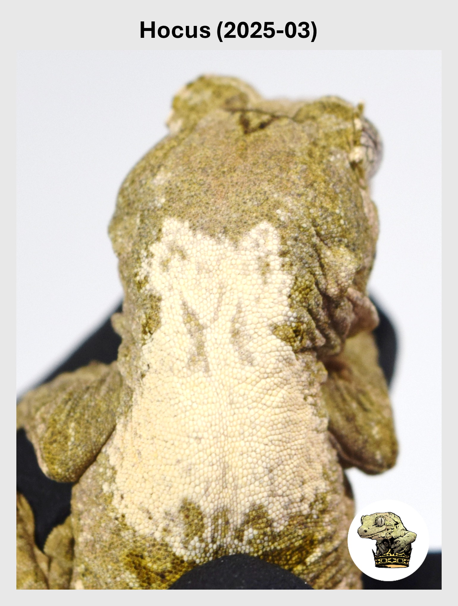 Hocus (2025-03) (2025-12-22) (1) SQSP.png