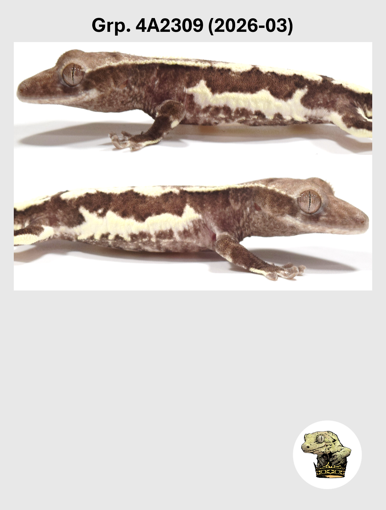 Grp. 4A2309 (2026-03) (2026-08-26) (2) SQSP.png