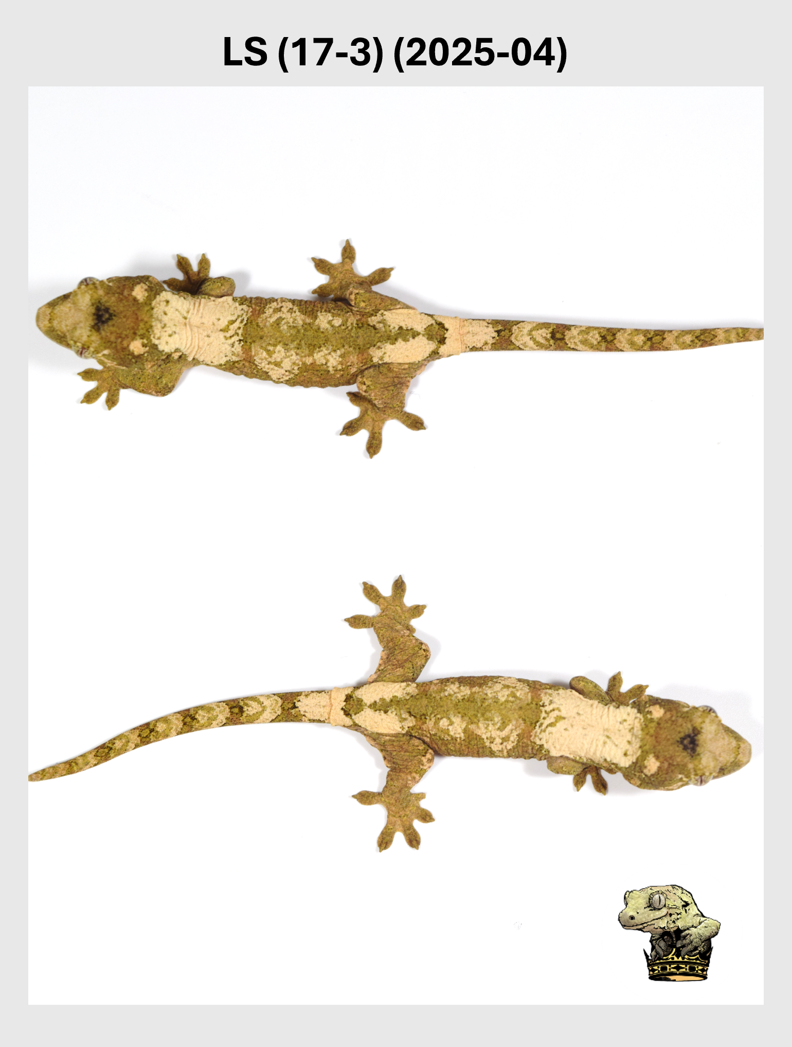 LS (17-3) (2025-04) (2025-12-22) (3) SQSP.png