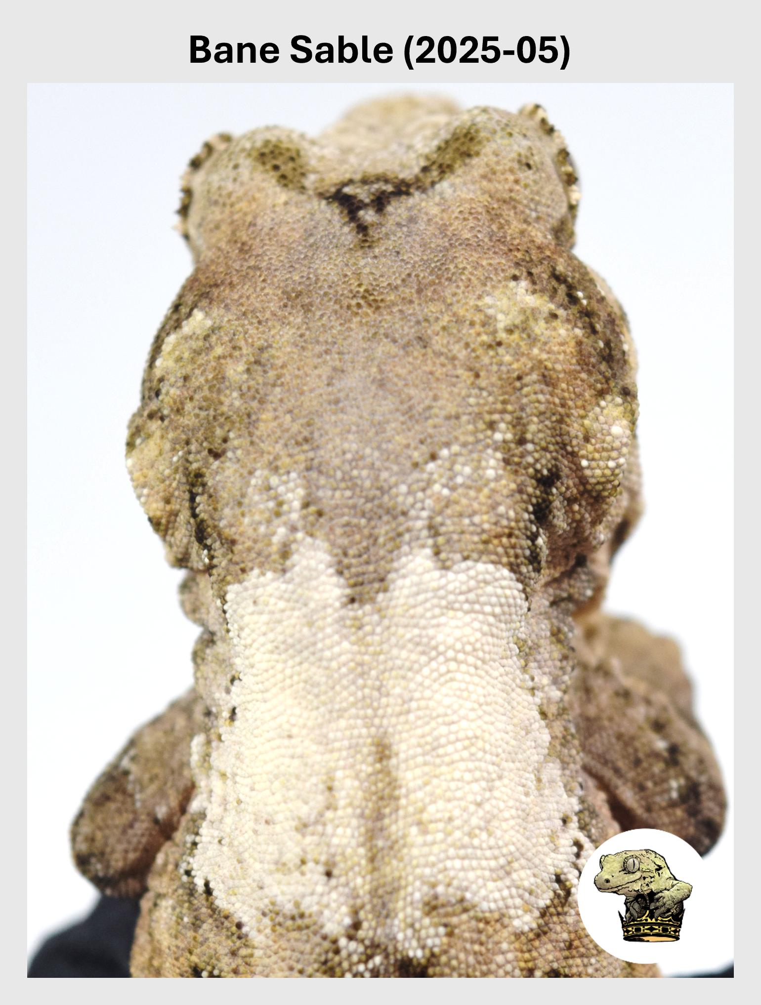 Bane Sable (2025-05) (2026-01-20) (1) SQSP.png