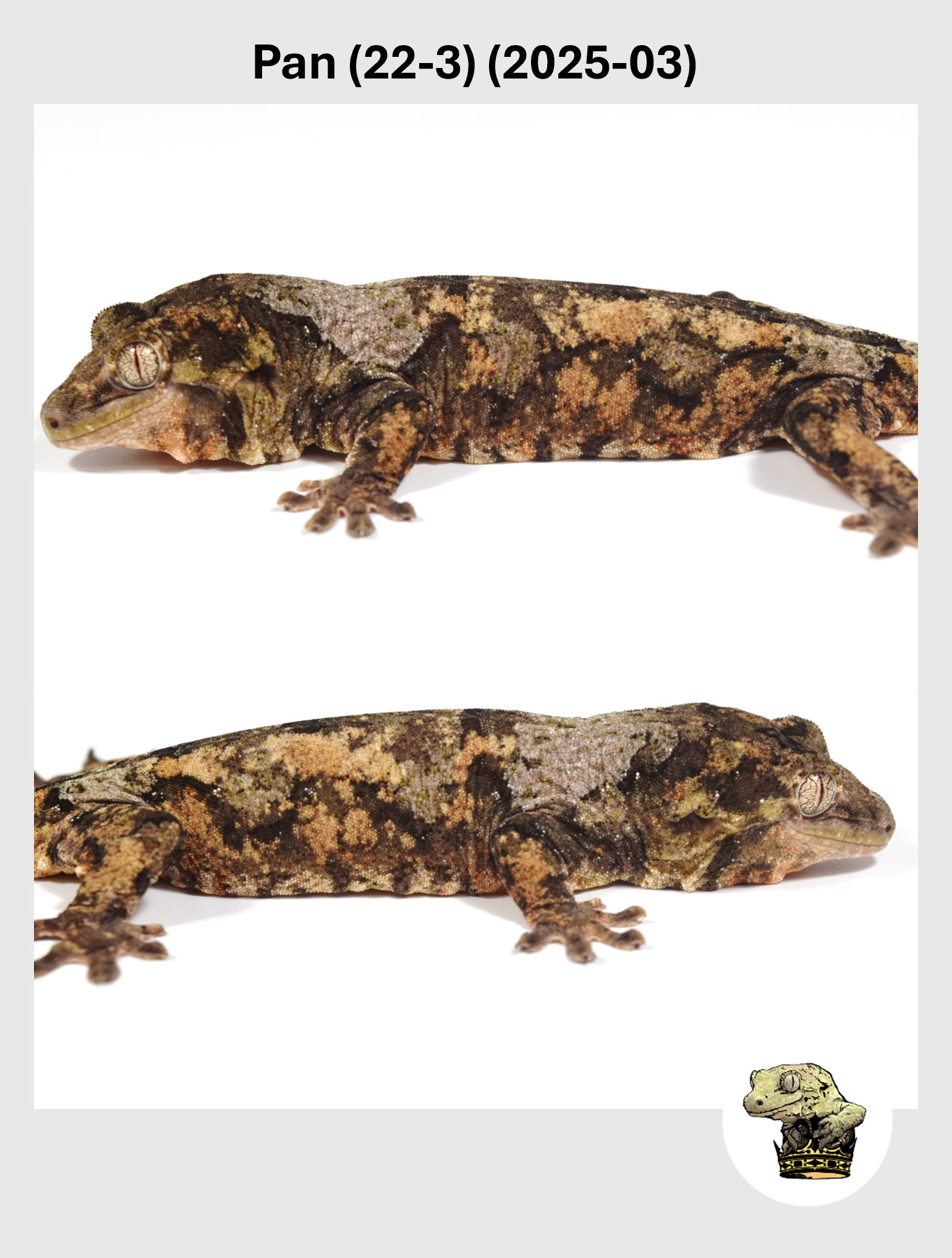 Pan (22-3) (2025-03) (2026-01-16) (2) SQSP.png