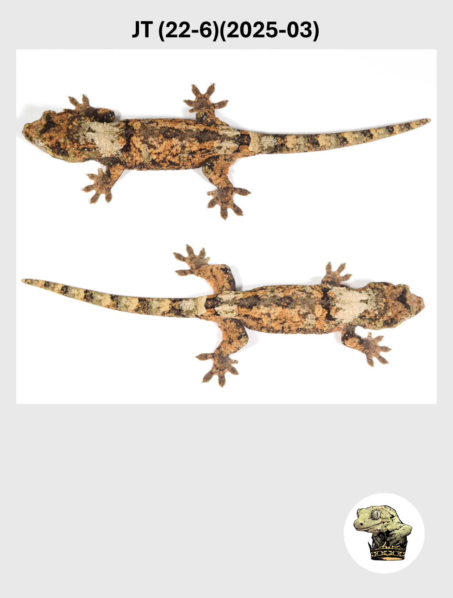 JT (22-6)(2025-03) (2026-02-17) (3) SQSP.png