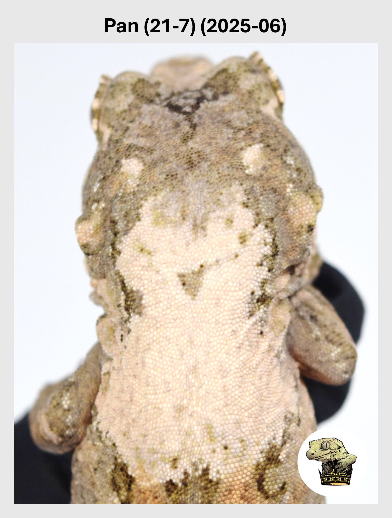 Pan (21-7) (2025-06) (2025-12-16) (1) SQSP.png