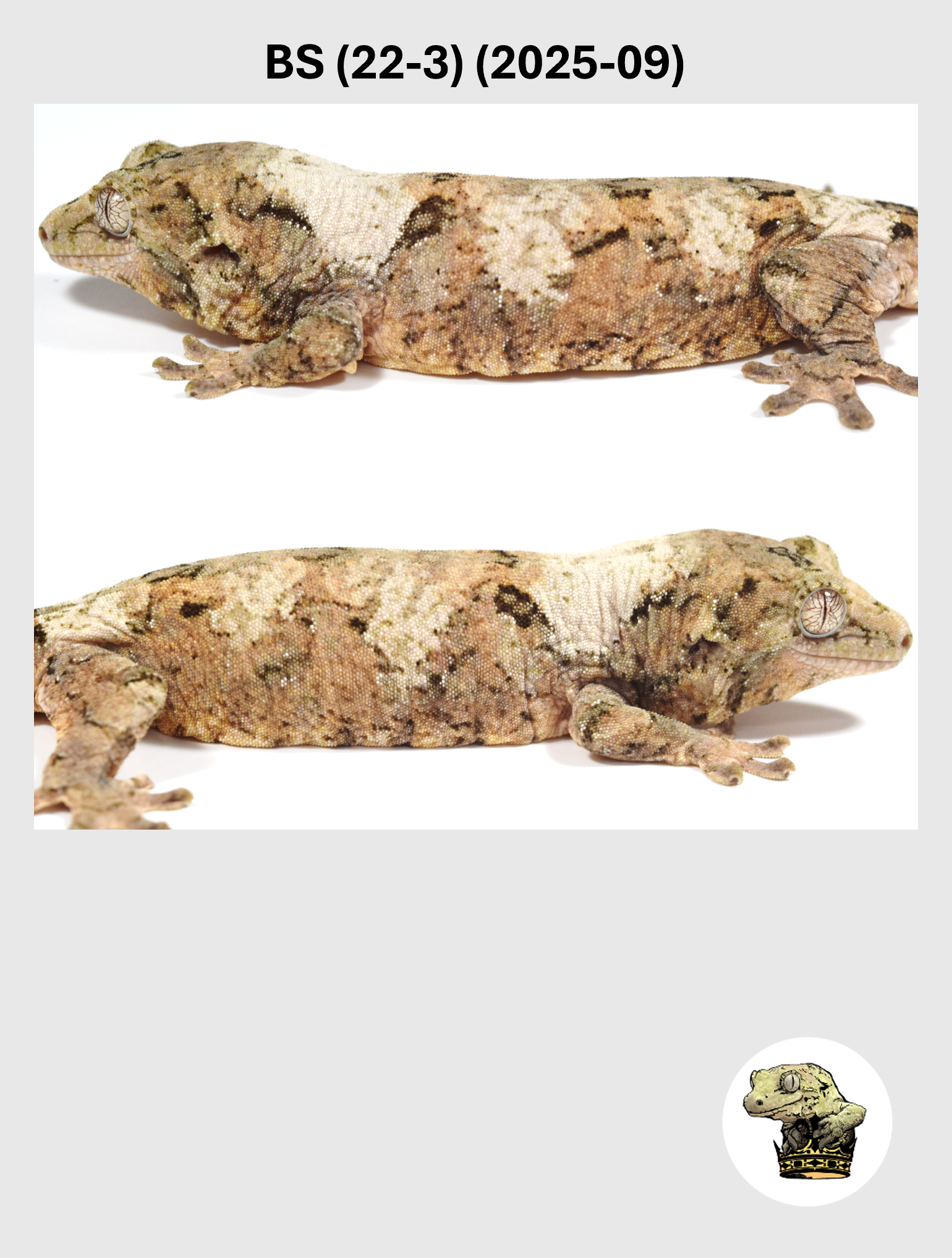 BS (22-3) (2025-09) (2026-04-22) (5) SQSP.png