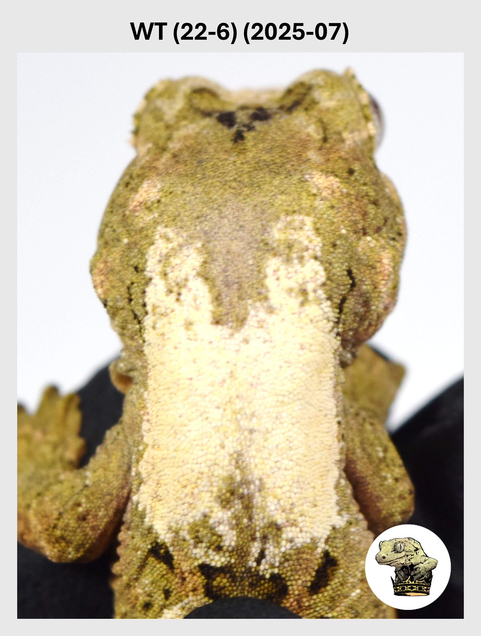 WT (22-6) (2025-07) (2025-12-22) (1) SQSP.png