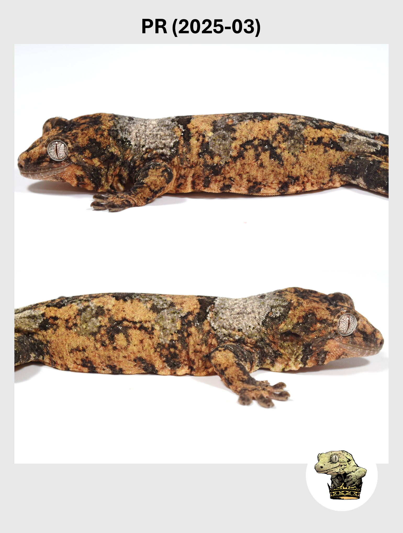 PR (2025-03) (2026-01-06) (2) SQSP.png