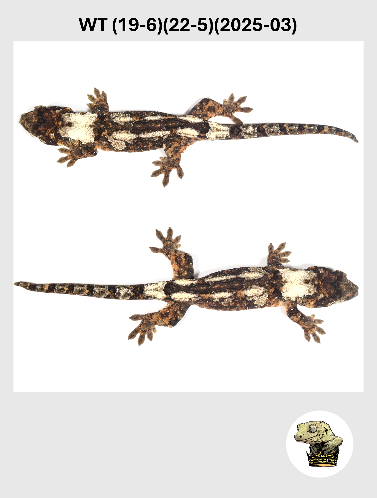 WT (19-6)(22-5)(2025-03) (2026-10-02) (3) SQSP.png