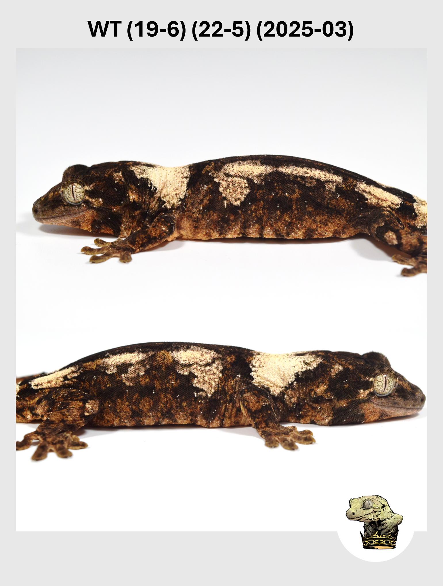 WT (19-6) (22-5) (2025-03) (2025-12-16) (2) SQSP.png