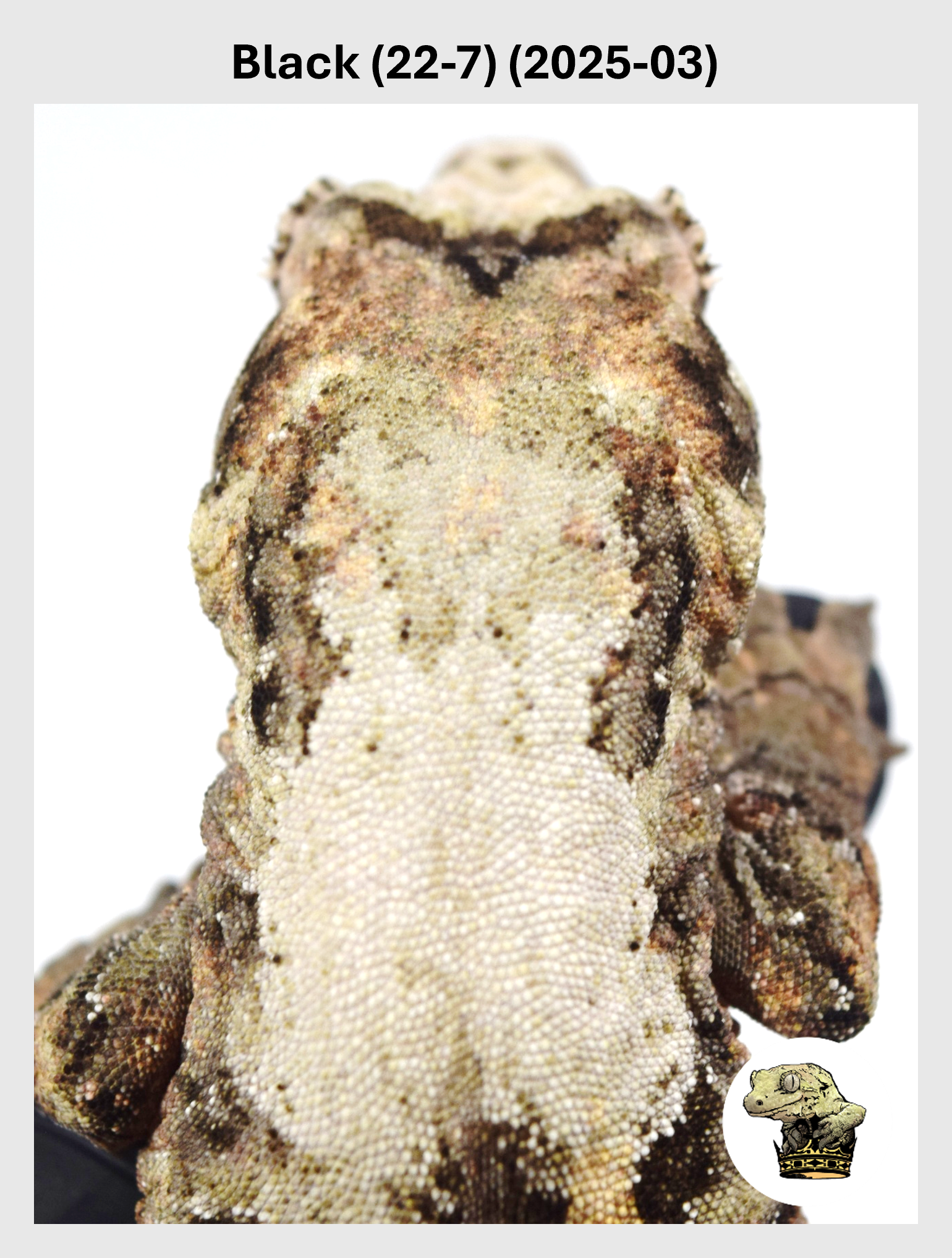 Black (22-7) (2025-03) (2026-01-06) (1) SQSP.png