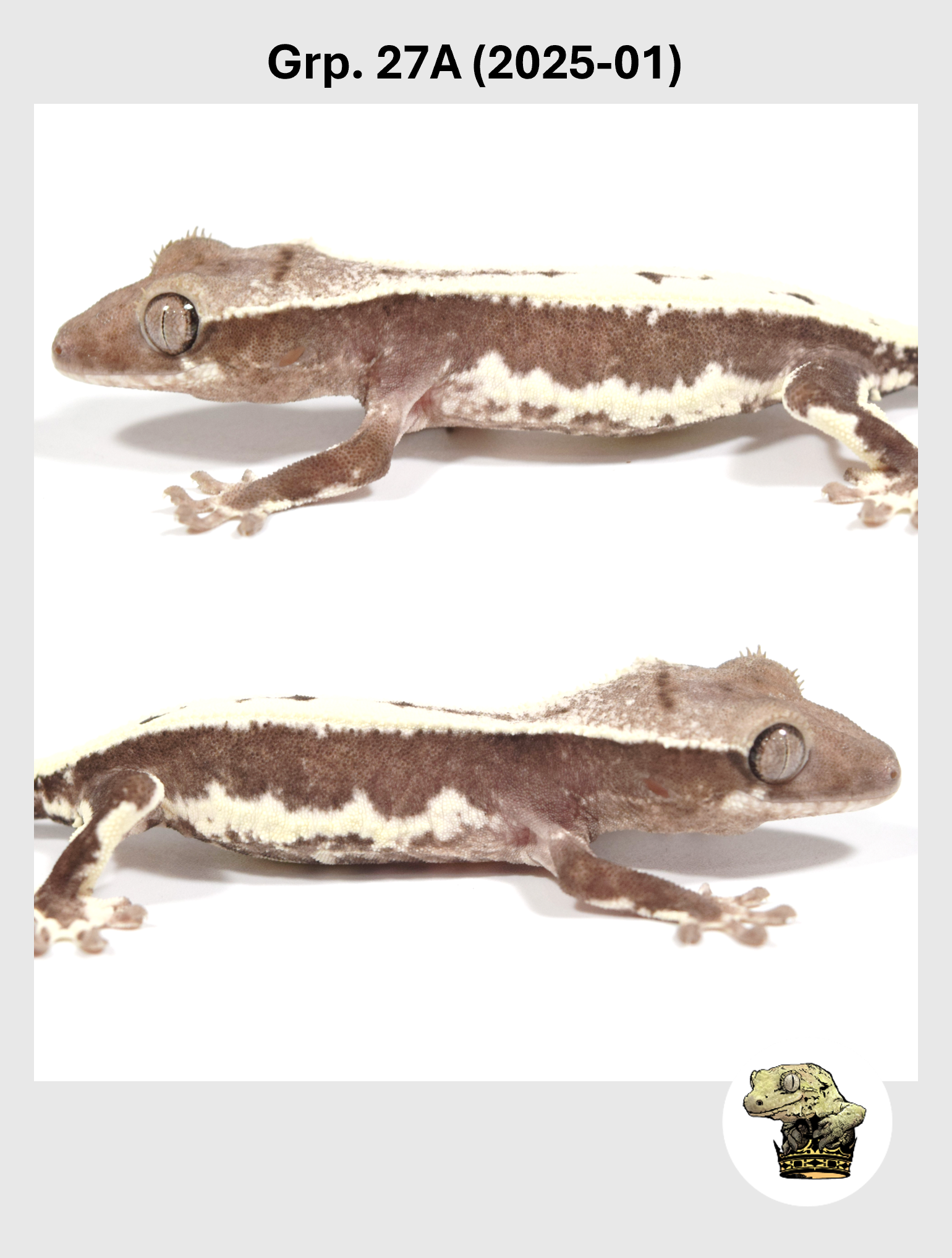 SQSP Grp. 27A (2025-01) (2026-02-03) (1).png