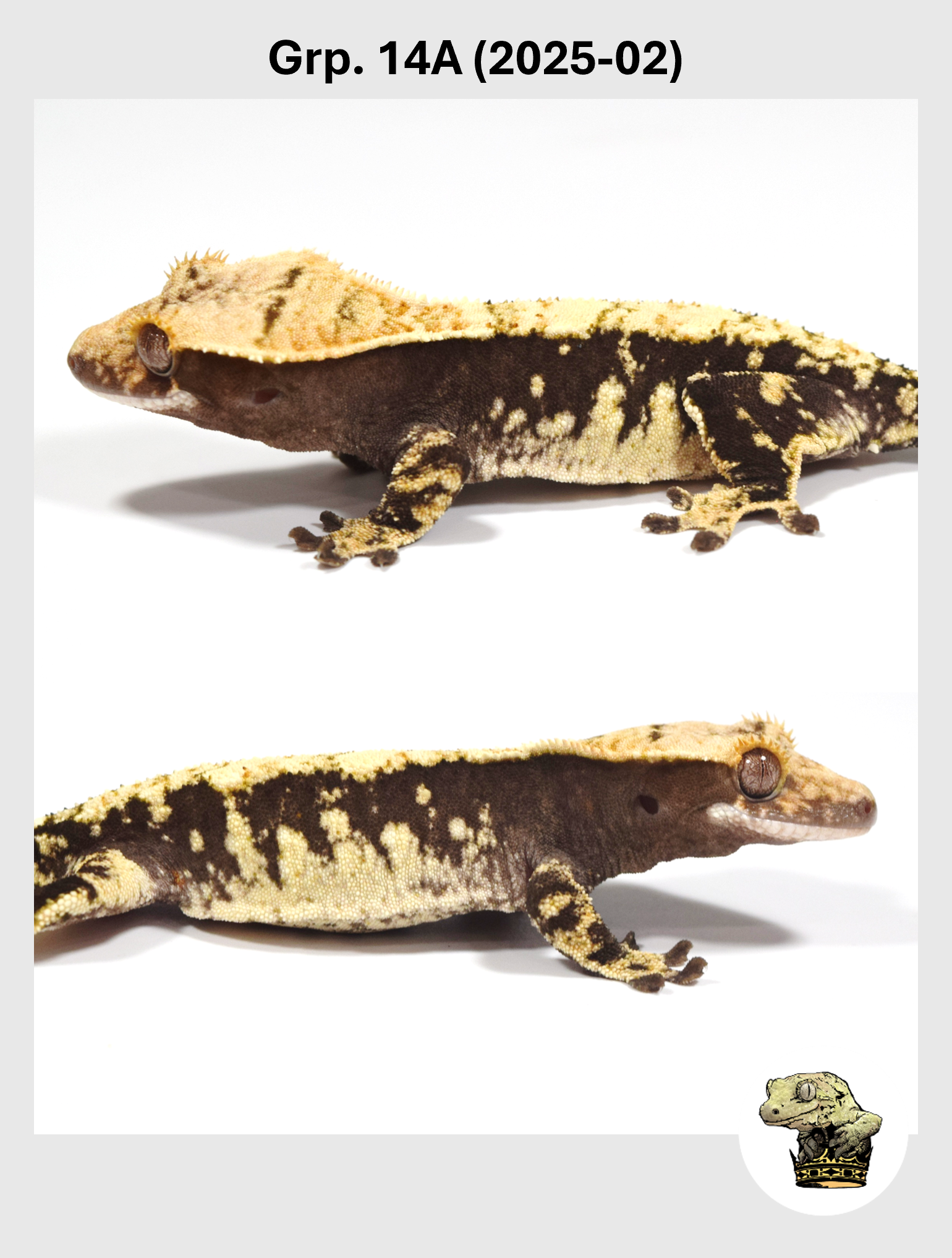 SQSP Grp. 14A (2025-02) (2025-11-21) (1).png