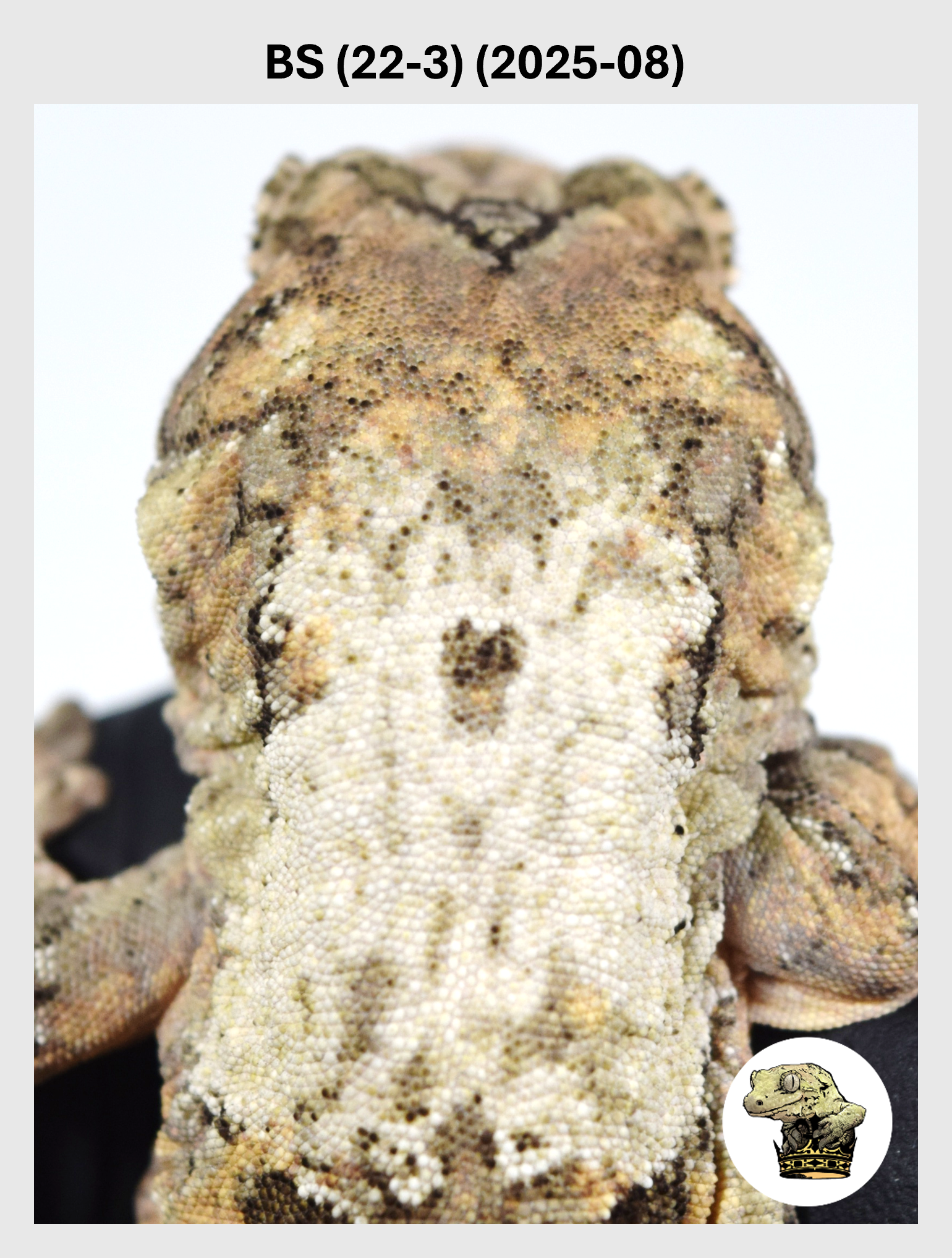 BS (22-3) (2025-08) (2026-03-11) (1) SQSP.png