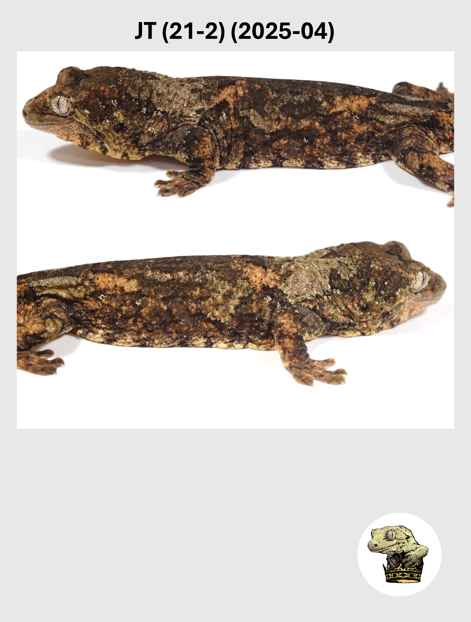 JT (21-2) (2025-04) (2026-03-11) (2) SQSP.png