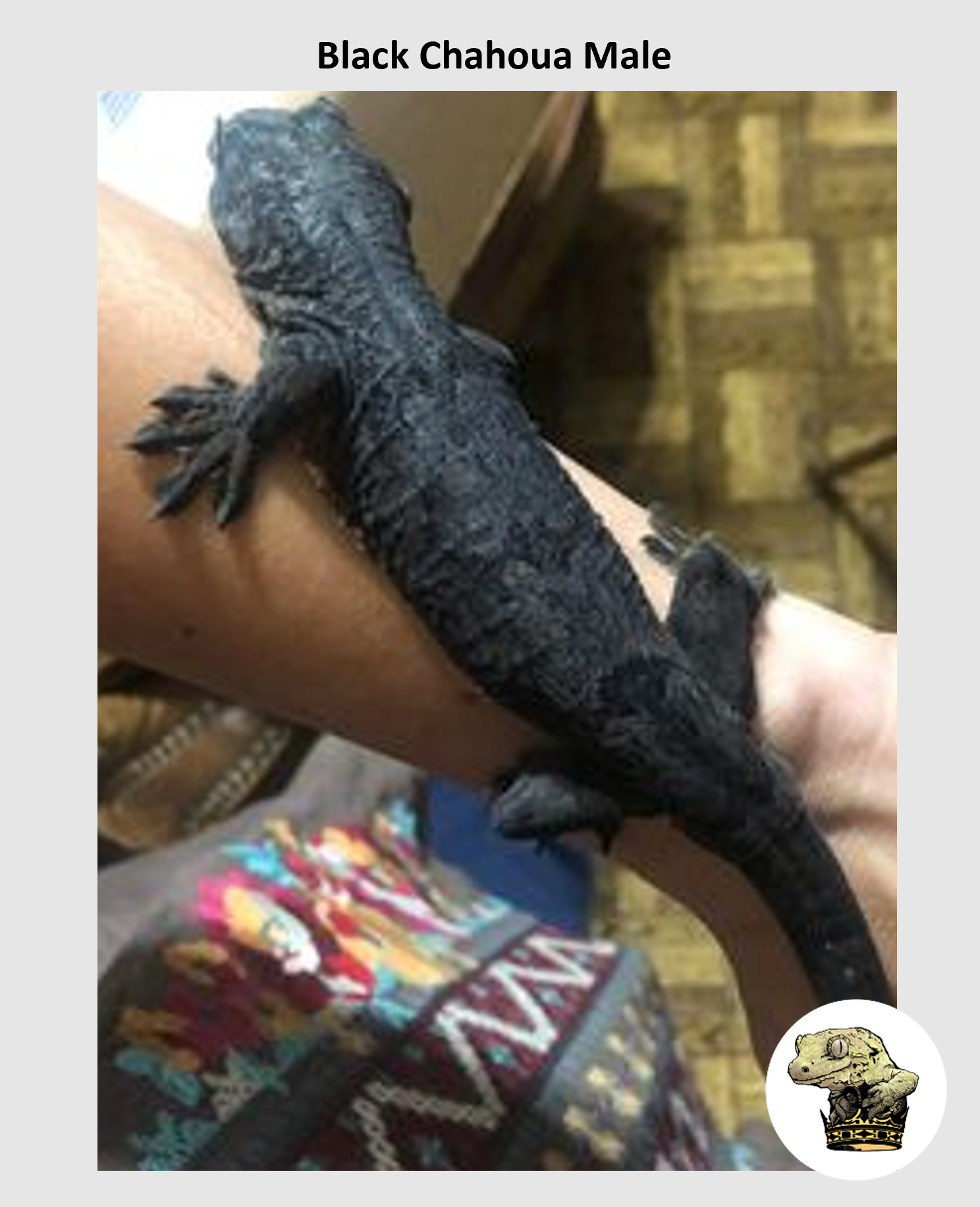 Black Chahoua Male (3).png