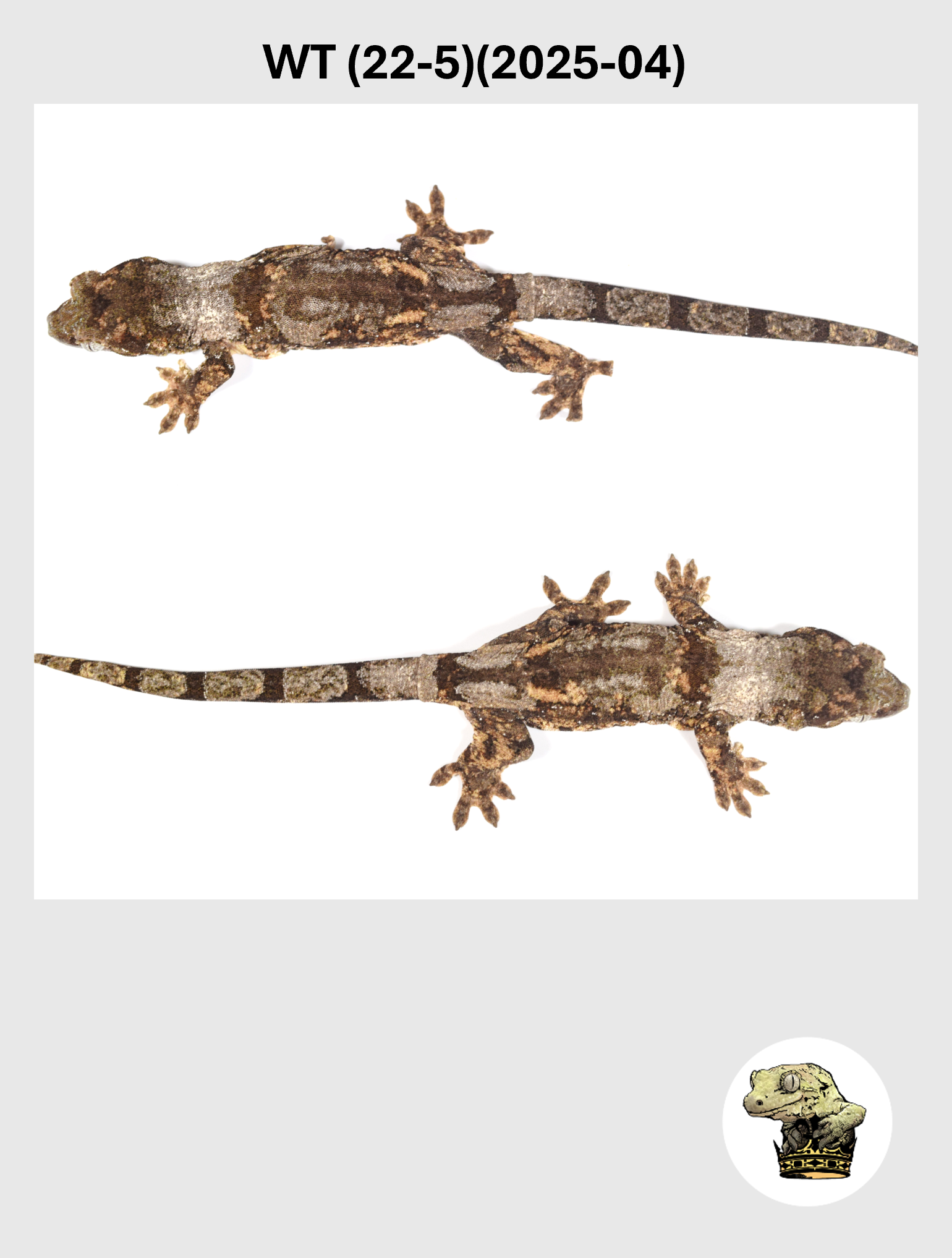 WT (22-5)(2025-04) (2026-10-02) (3) SQSP.png