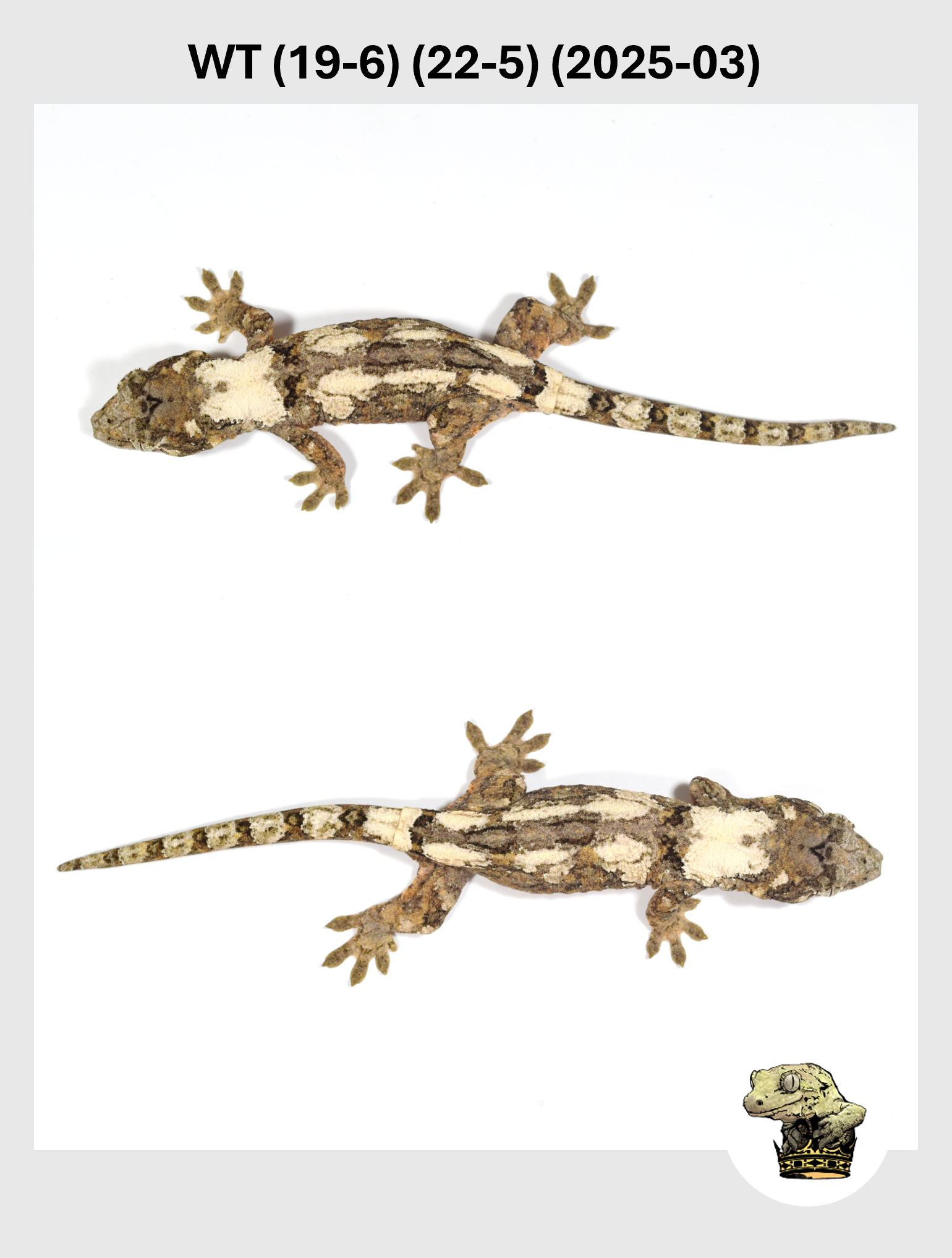 WT (19-6) (22-5) (2025-03) (2025-12-16) (5) SQSP.png