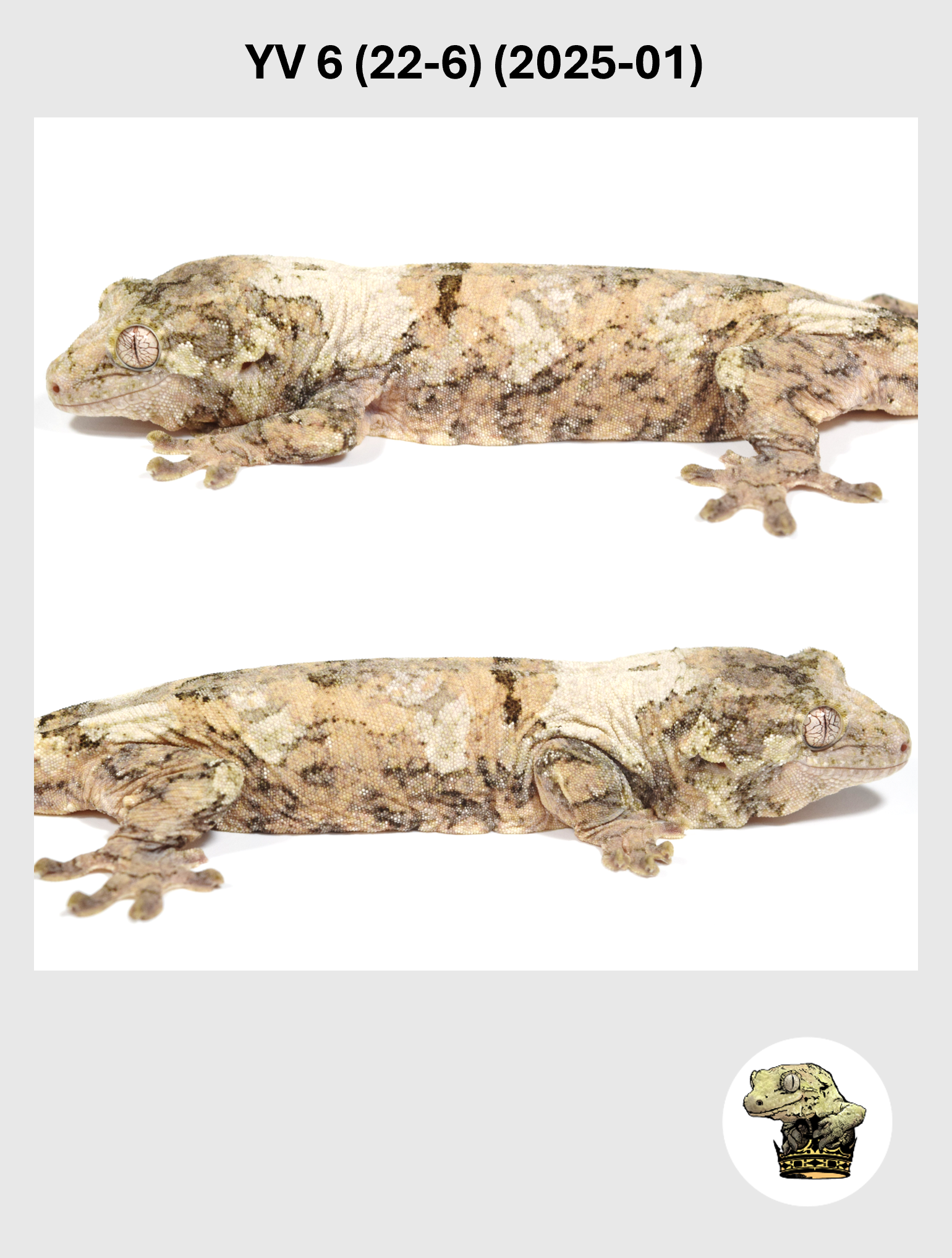 YV 6 (22-6) (2025-01) (2026-02-17) (4) SQSP.png