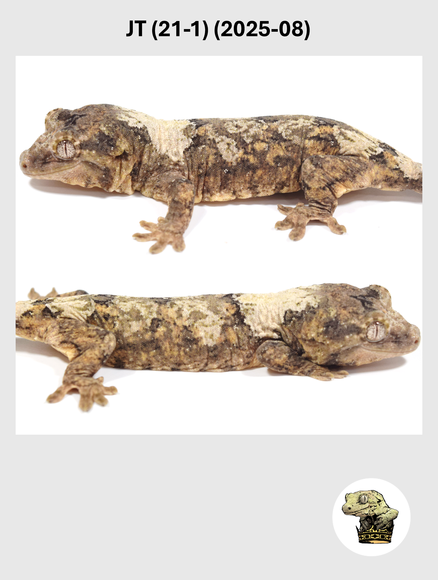 JT (21-1) (2025-08) (2026-03-04) (2) SQSP.png