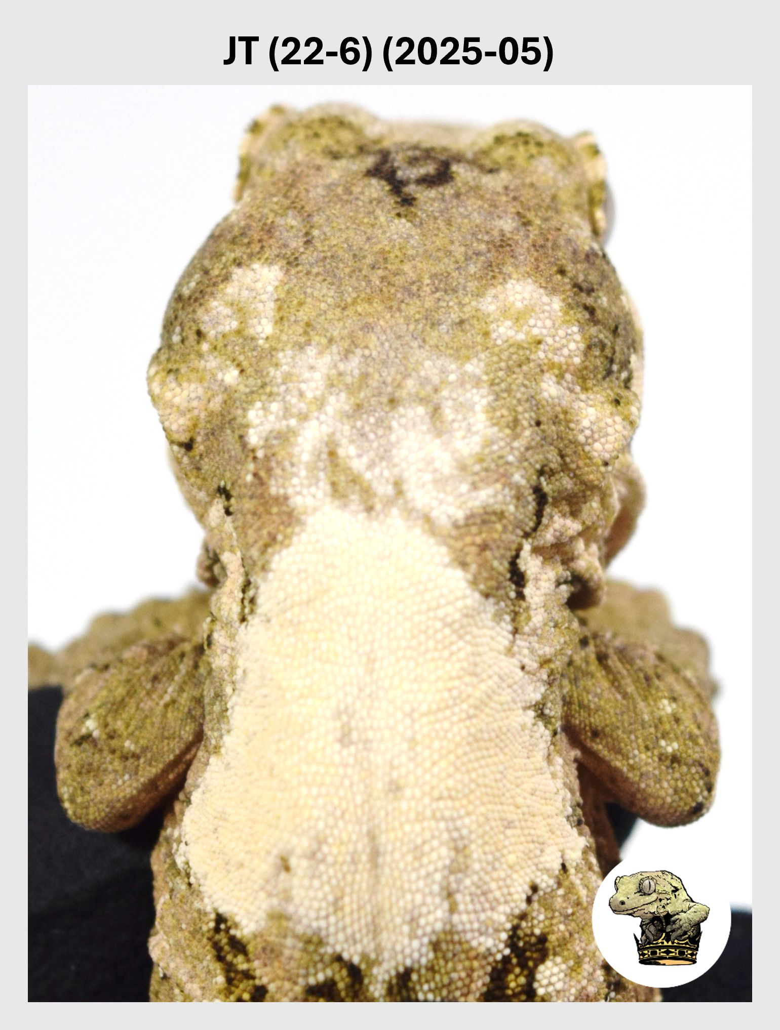 JT (22-6) (2025-05) (2025-12-22) (1) SQSP.png