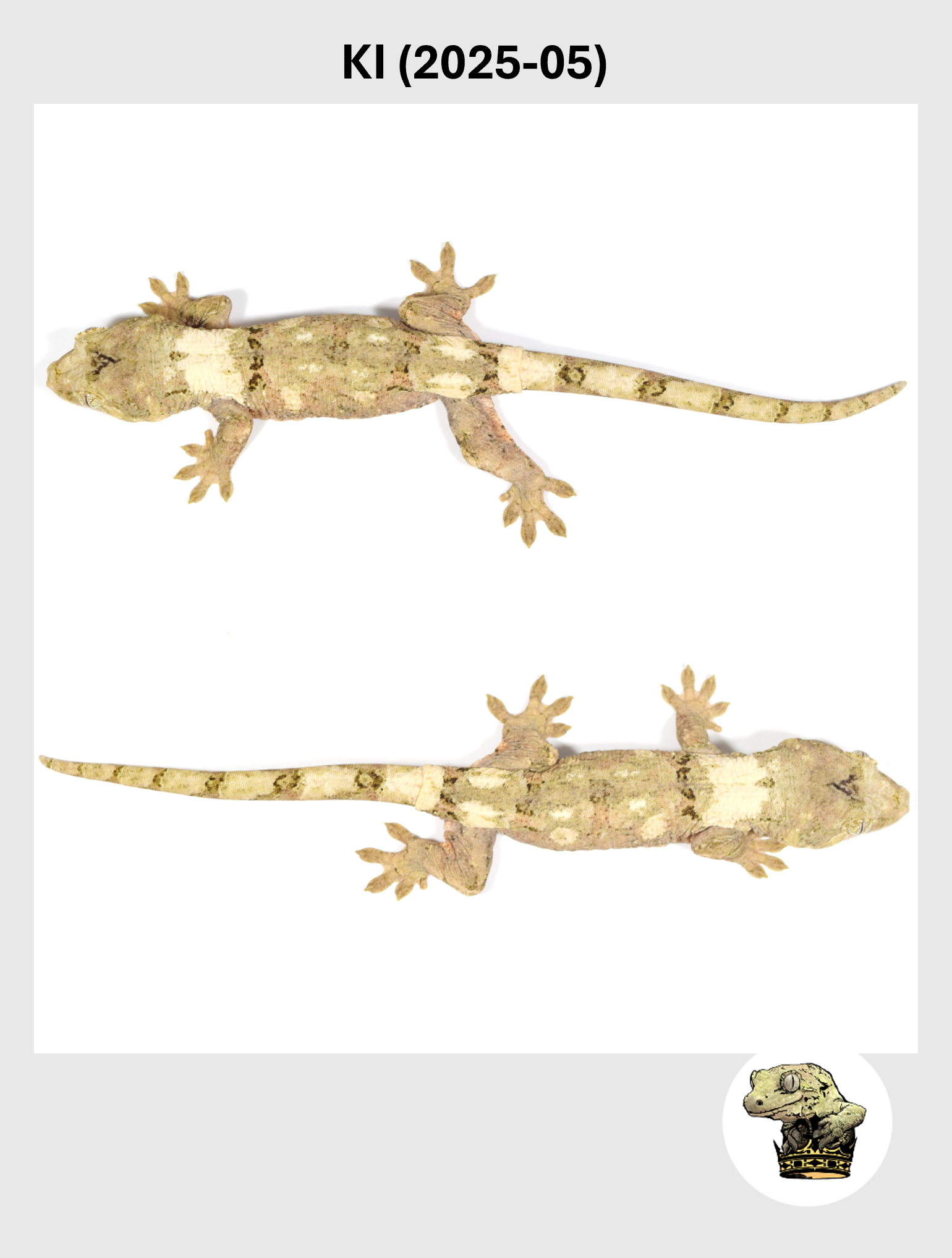 KI (2025-05) (2026-01-20) (5) SQSP.png