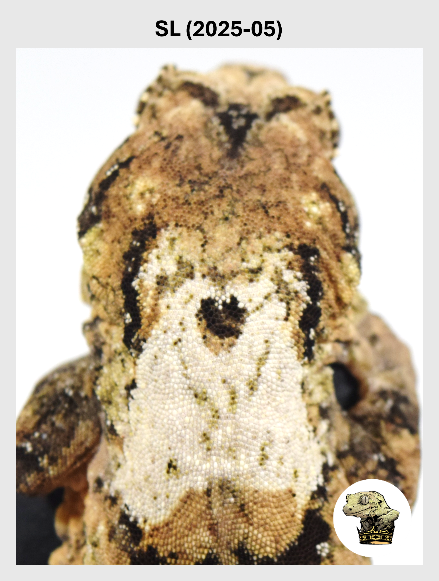 SL (2025-05) (2026-10-02) (1) SQSP.png