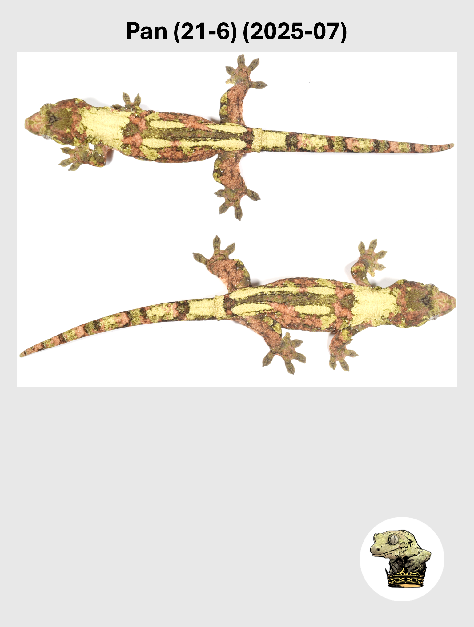 High White & Color Female! Pan (21-6) (2025-07)