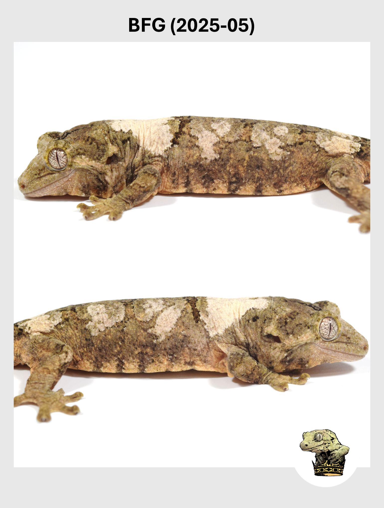 BFG (2025-05) (2026-01-20) (4) SQSP.png