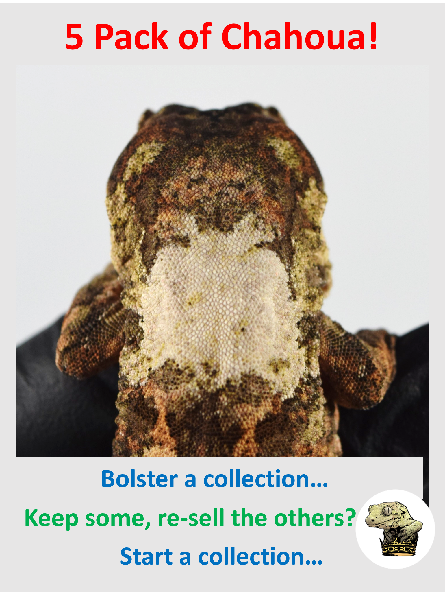 5 Pack of White Collar Chahoua! (Qty. 5)