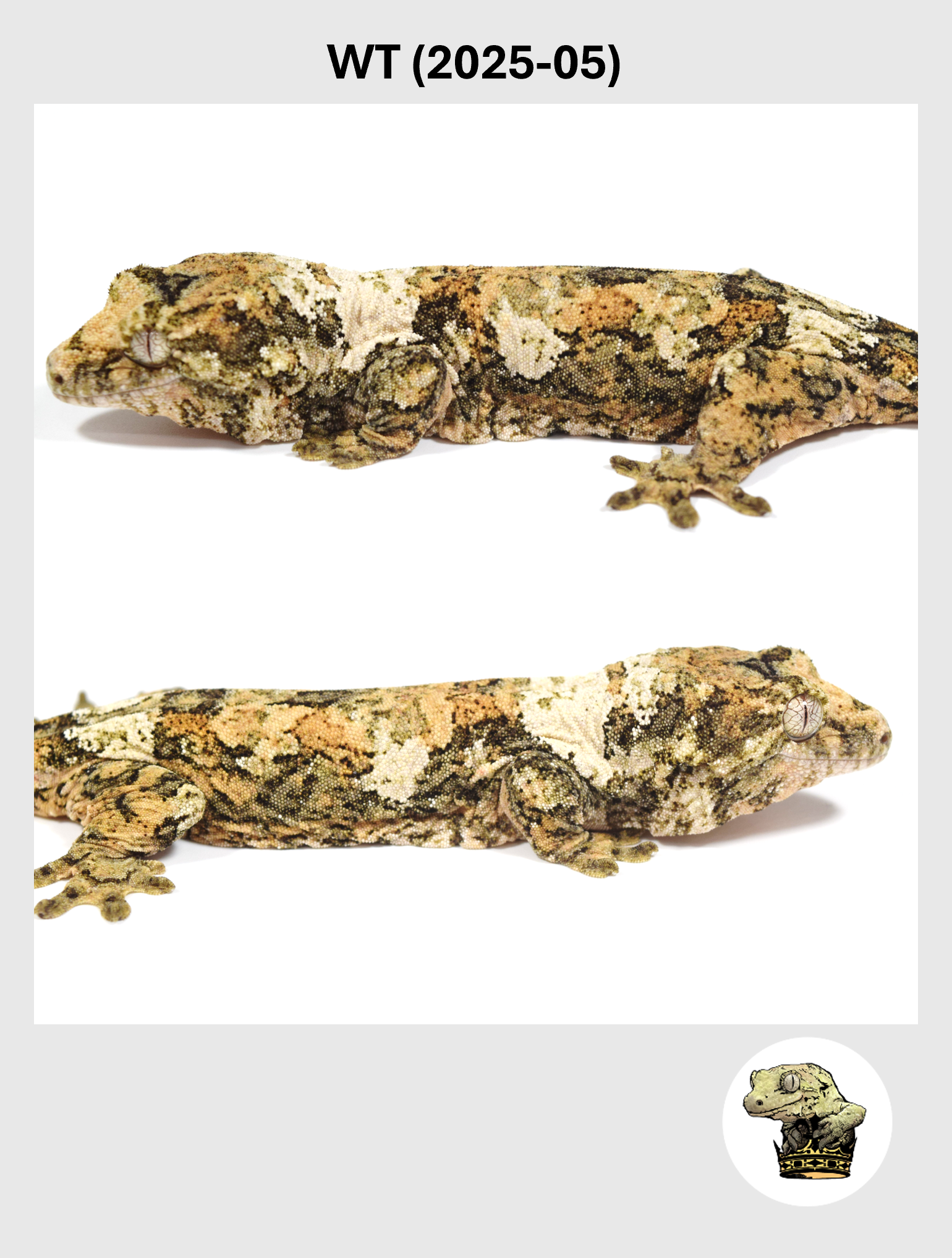 WT (2025-05) (2026-02-17) (4) SQSP.png