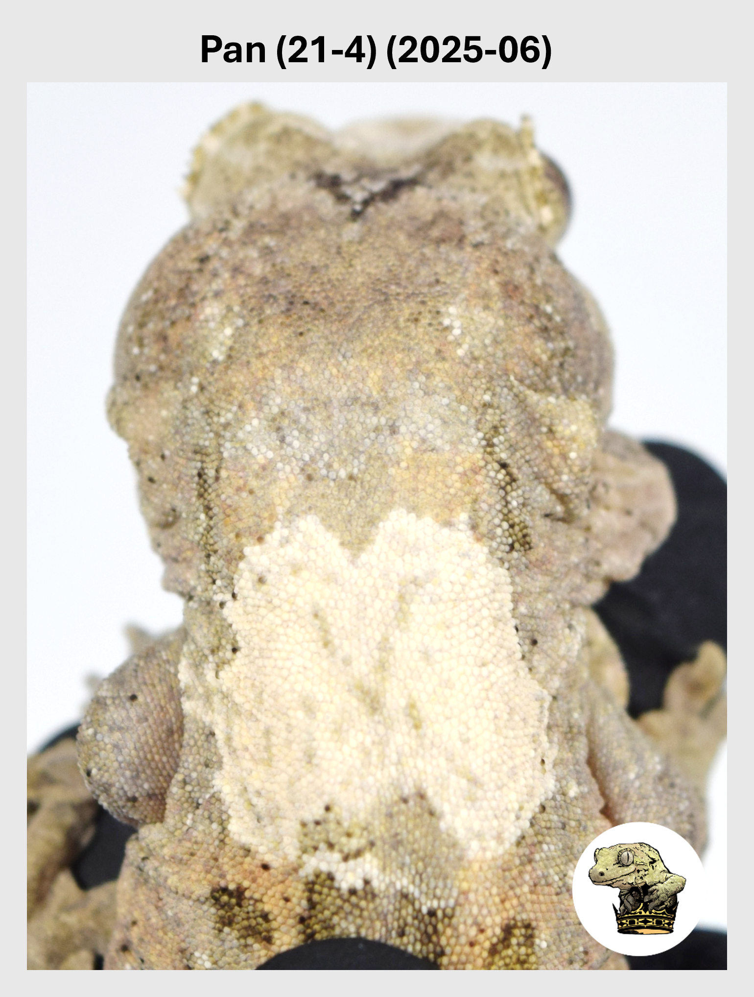 High White Line Chahoua Male*! Pandora (21-4) (2025-06)