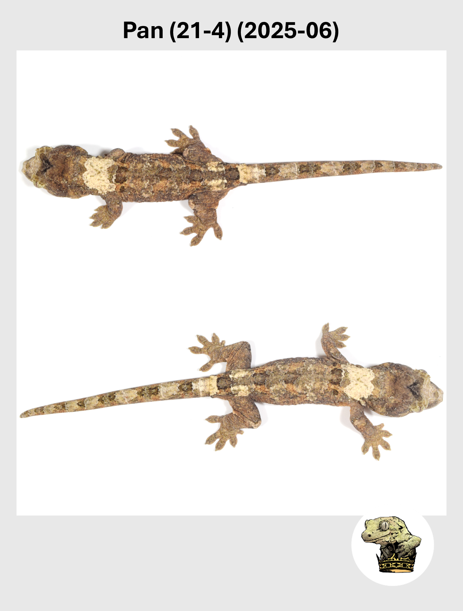 Pan (21-4) (2025-06) (2026-02-03) (3) SQSP.png