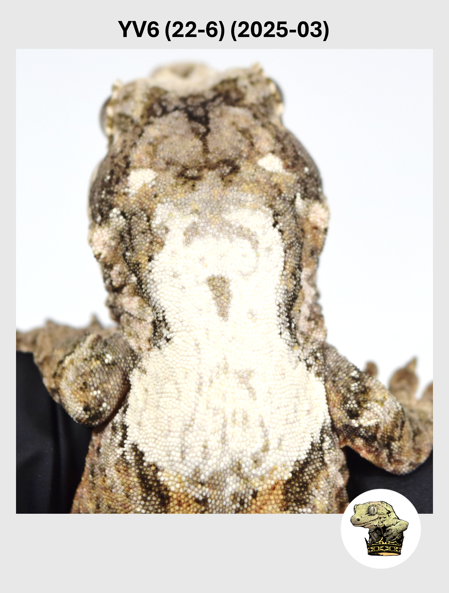 YV6 (22-6) (2025-03) (2026-03-04) (1) SQSP.png