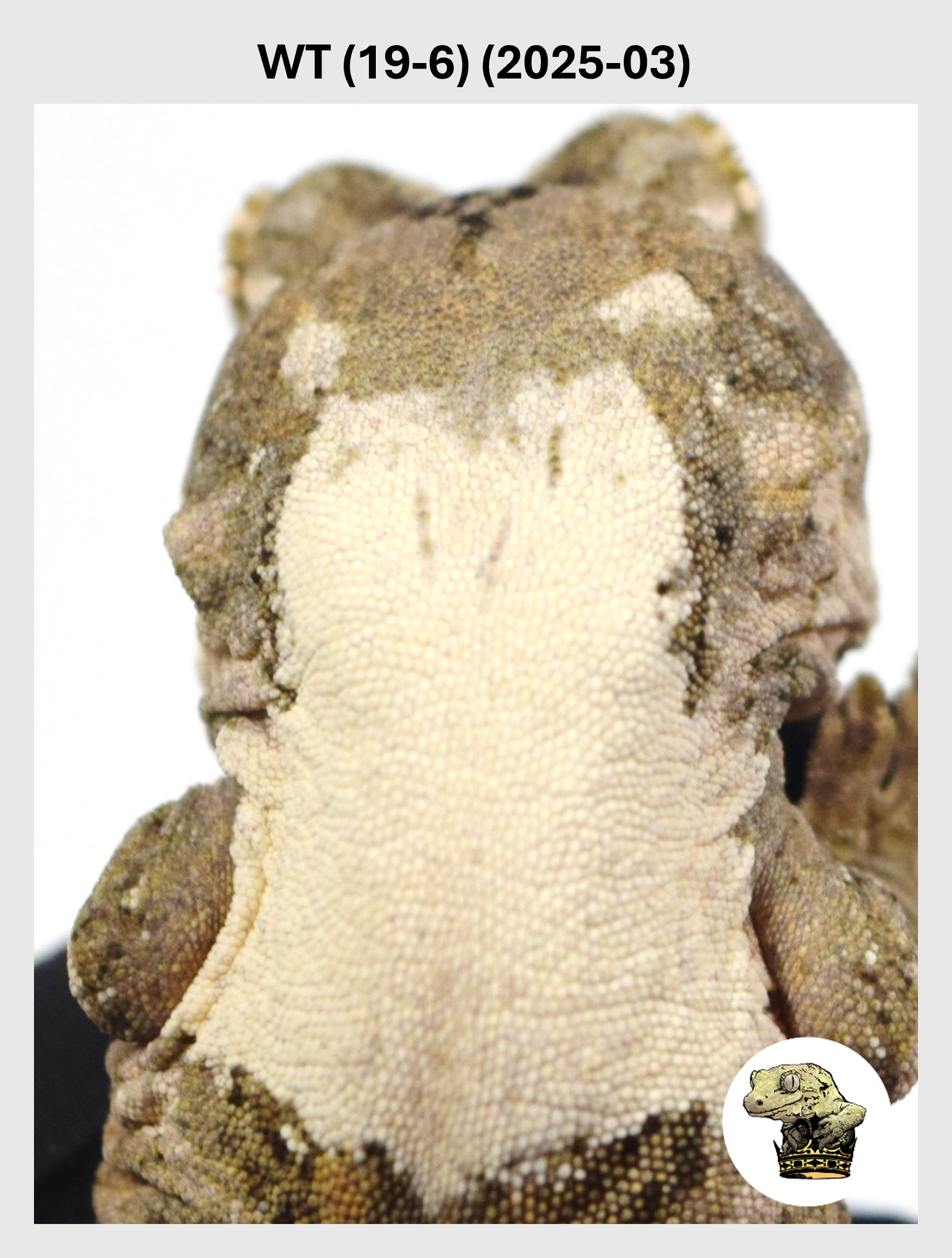 WT (19-6) (2025-03) (2025-12-22) (1) SQSP.png