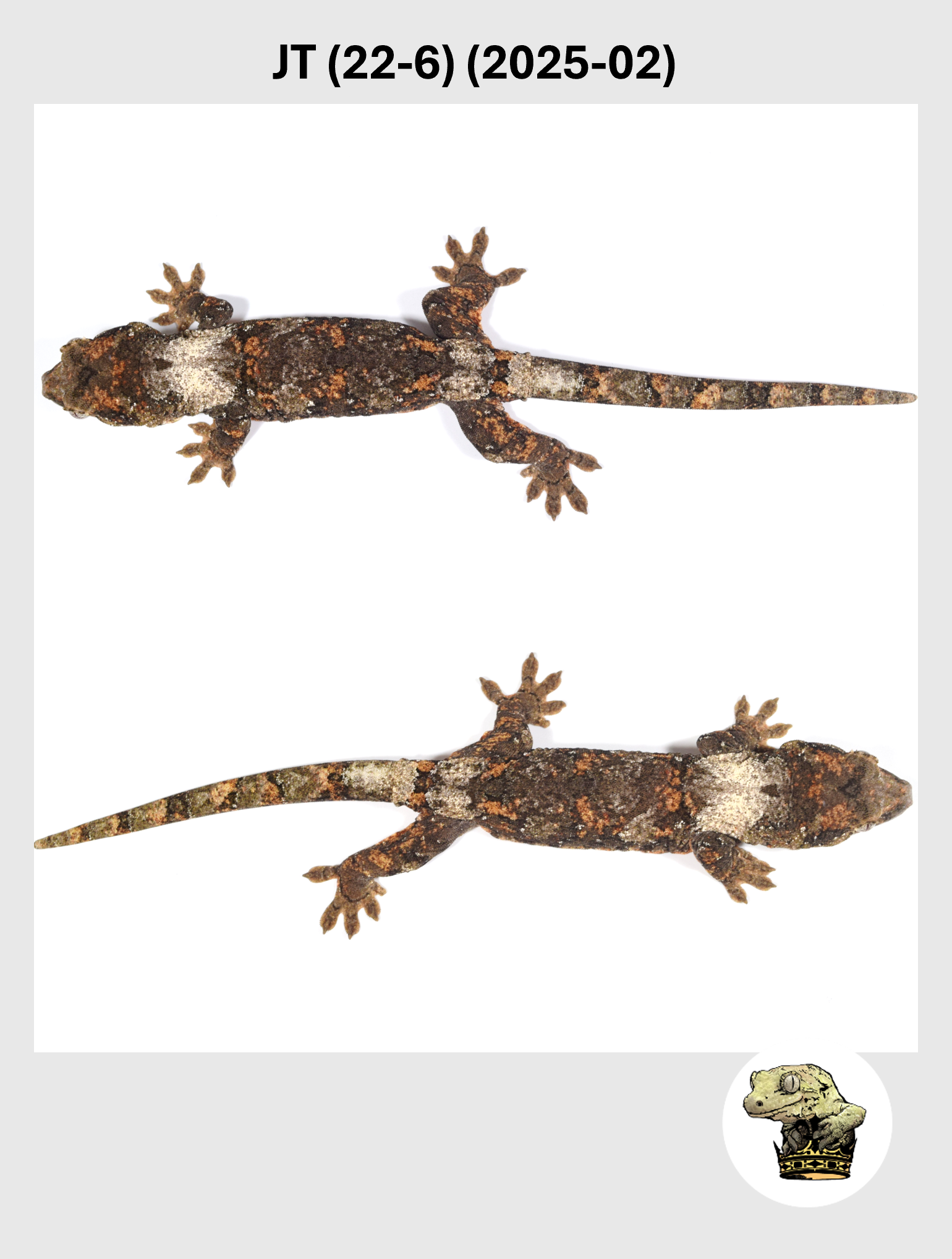 JT (22-6) (2025-02) (2026-10-02) (3) SQSP.png