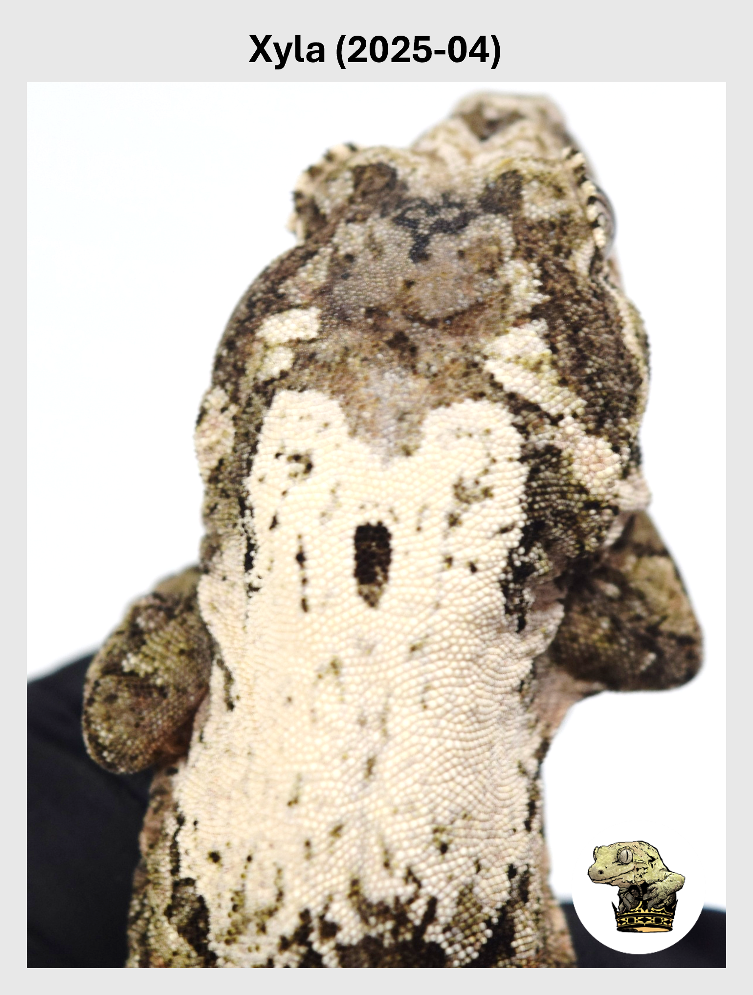 Xyla (2025-04) (2025-12-16) (1) SQSP.png