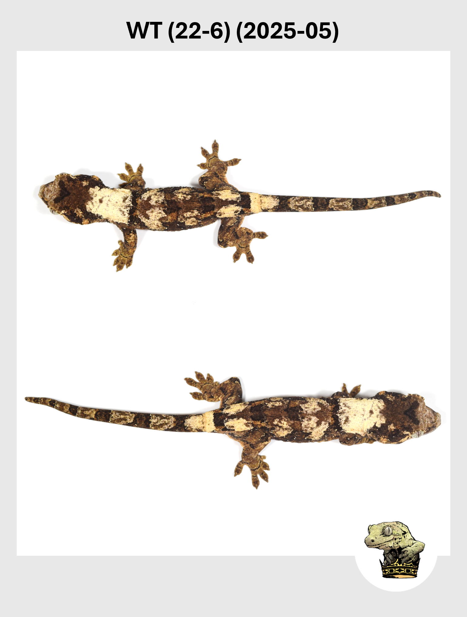 WT (22-6) (2025-05) (2025-12-16) (3) SQSP.png