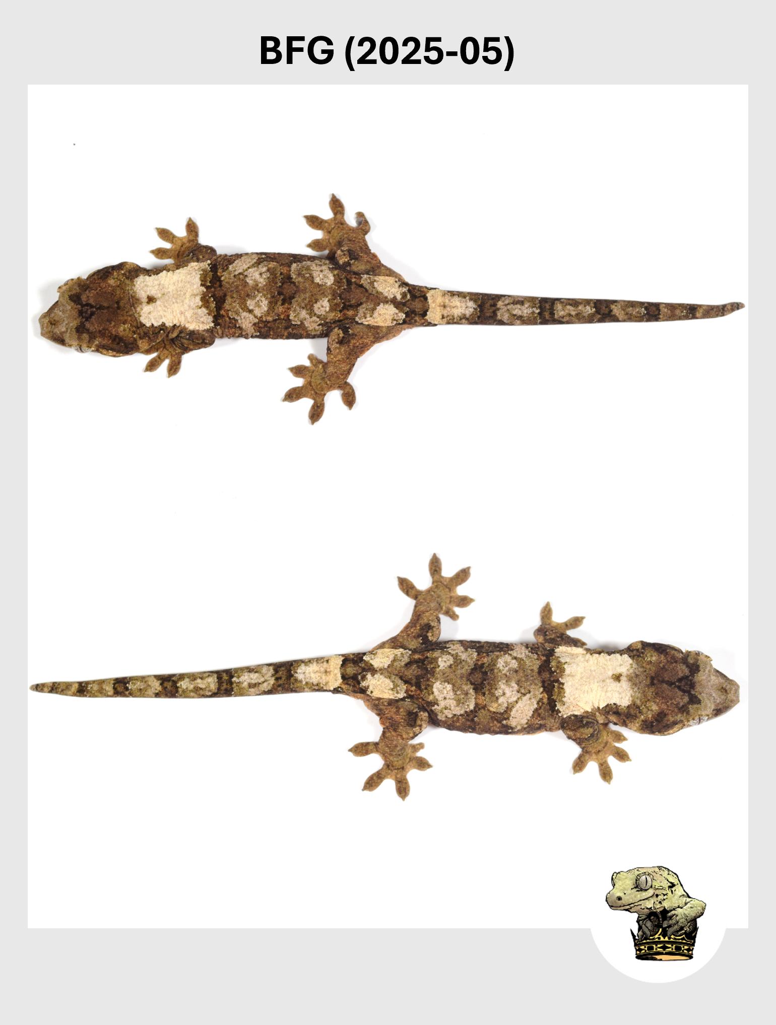 BFG (2025-05) (2026-01-20) (3) SQSP.png