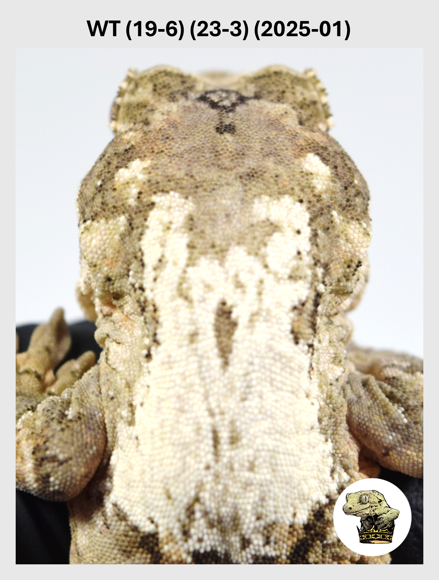 WT (19-6) (23-3) (2025-01) (2026-02-25) (1) SQSP.png